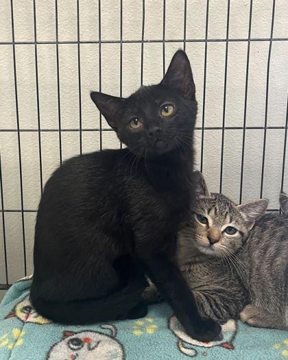 Honey, Adoptable, Young Female Domestic Short Hair.