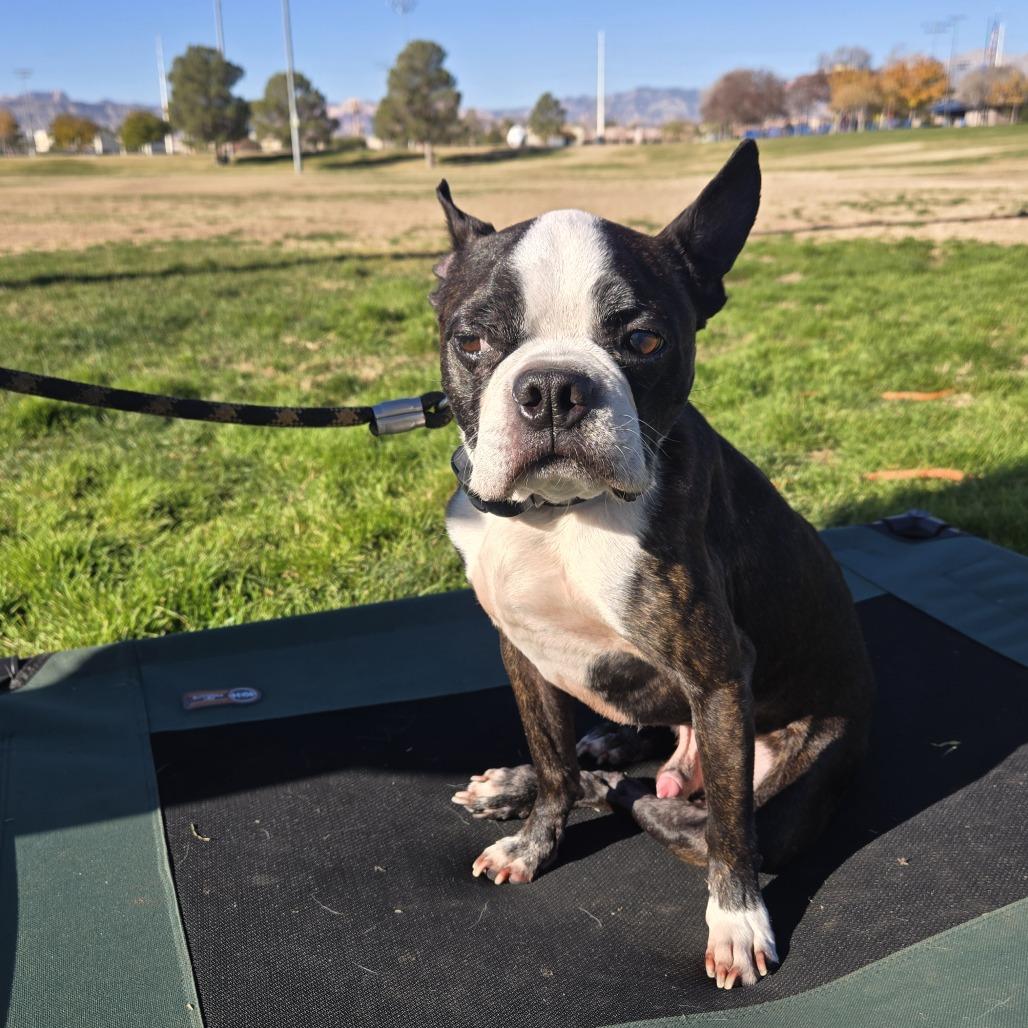 Henry, Adoptable, Senior Male Boston Terrier.
