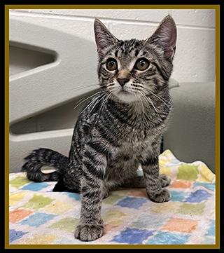 TROUT, Adoptable, Young Female Domestic Short Hair.