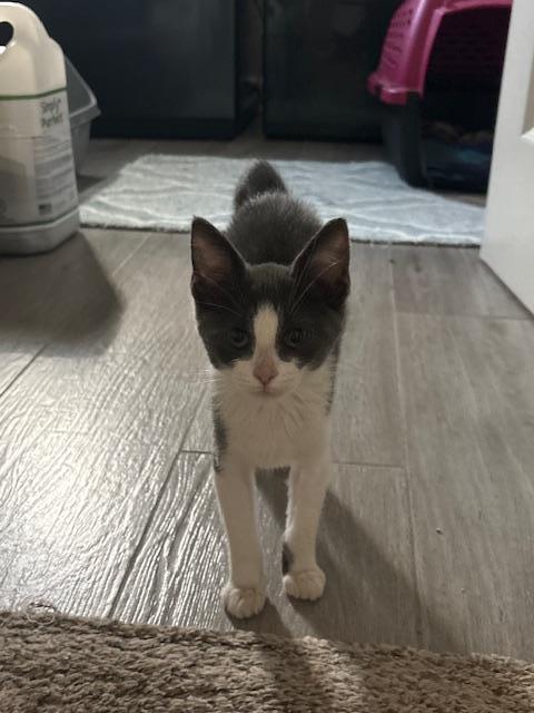 Buddy — thumbnail 2