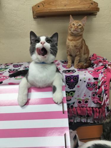 Buddy — thumbnail 3