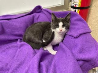 Buddy — thumbnail 4