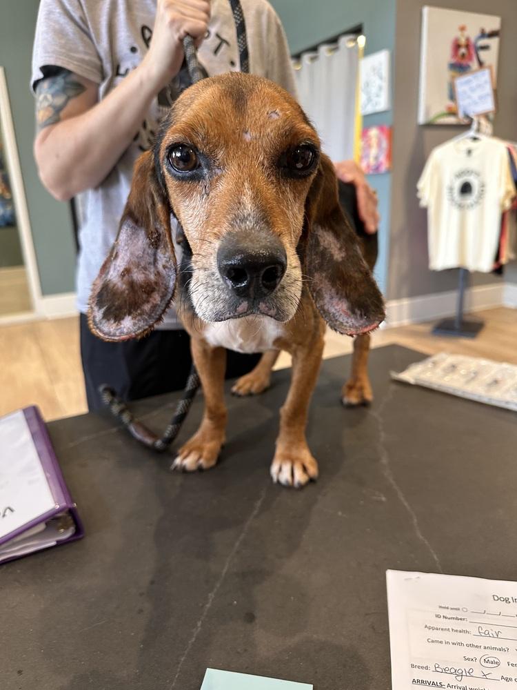 Old Man Jenkins, Adopted, Senior Male Beagle.