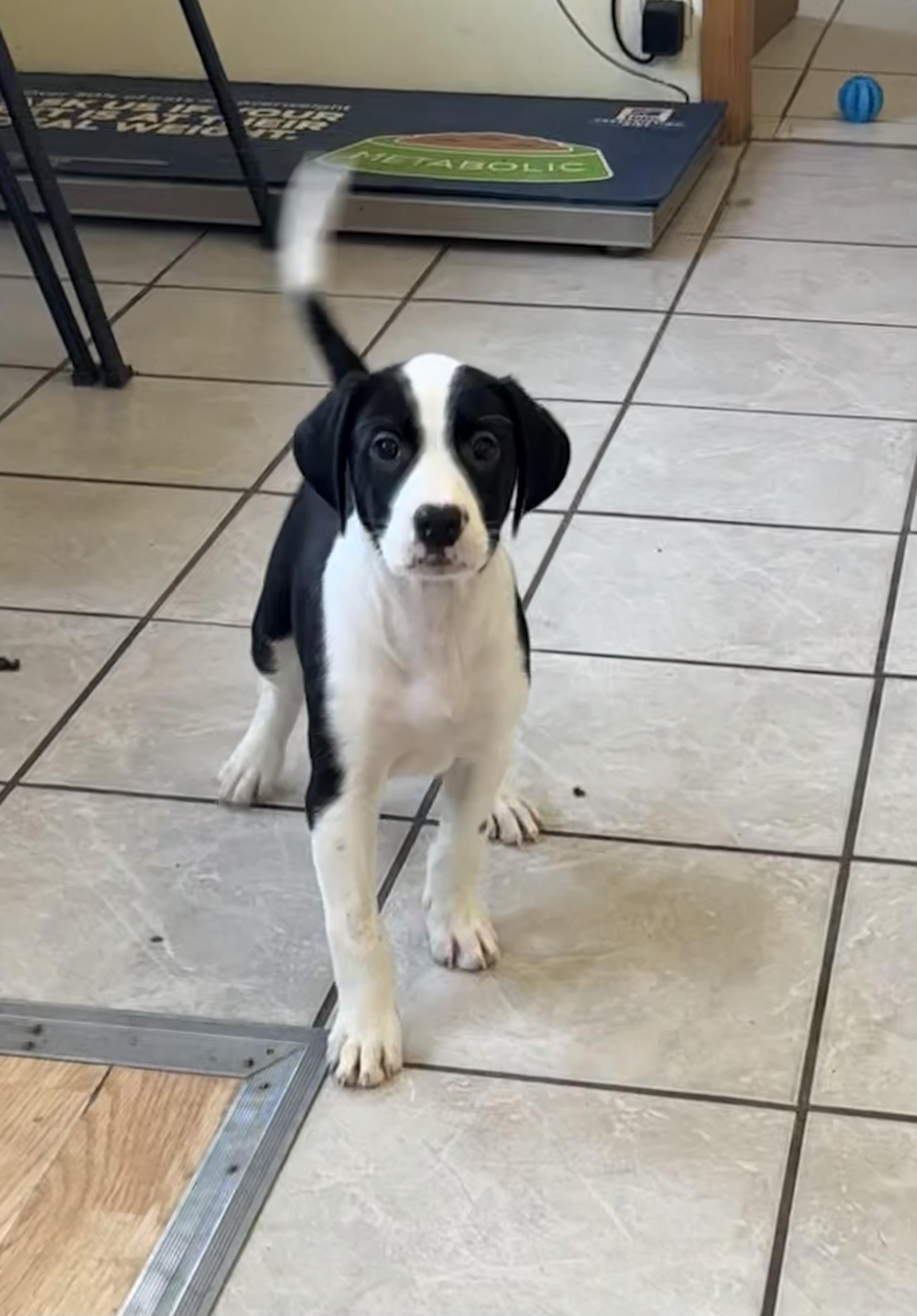 Chess, an adoptable Pointer in Grant, NE, 69140 | Photo Image 1