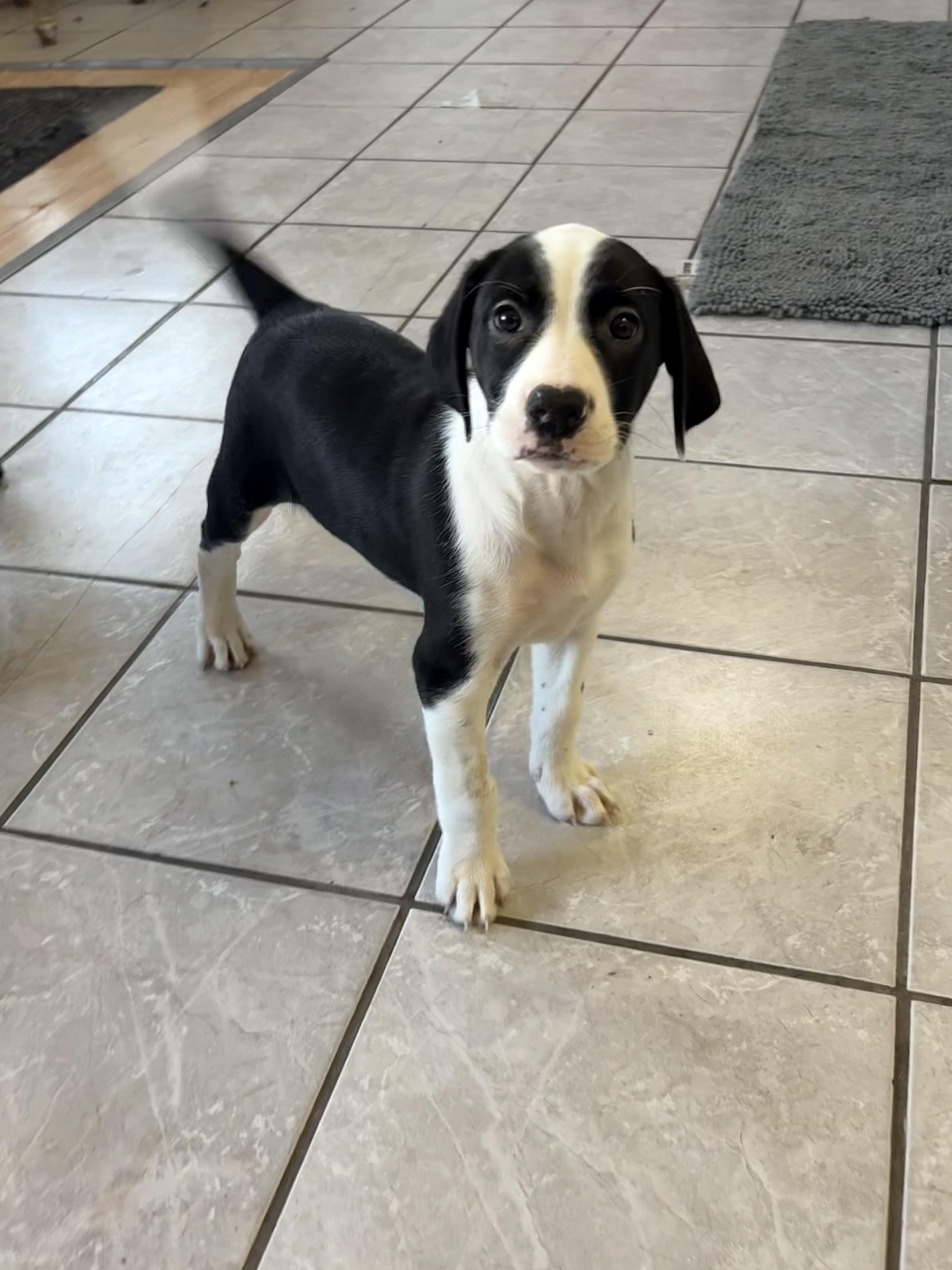 Chess, an adoptable Pointer in Grant, NE, 69140 | Photo Image 2