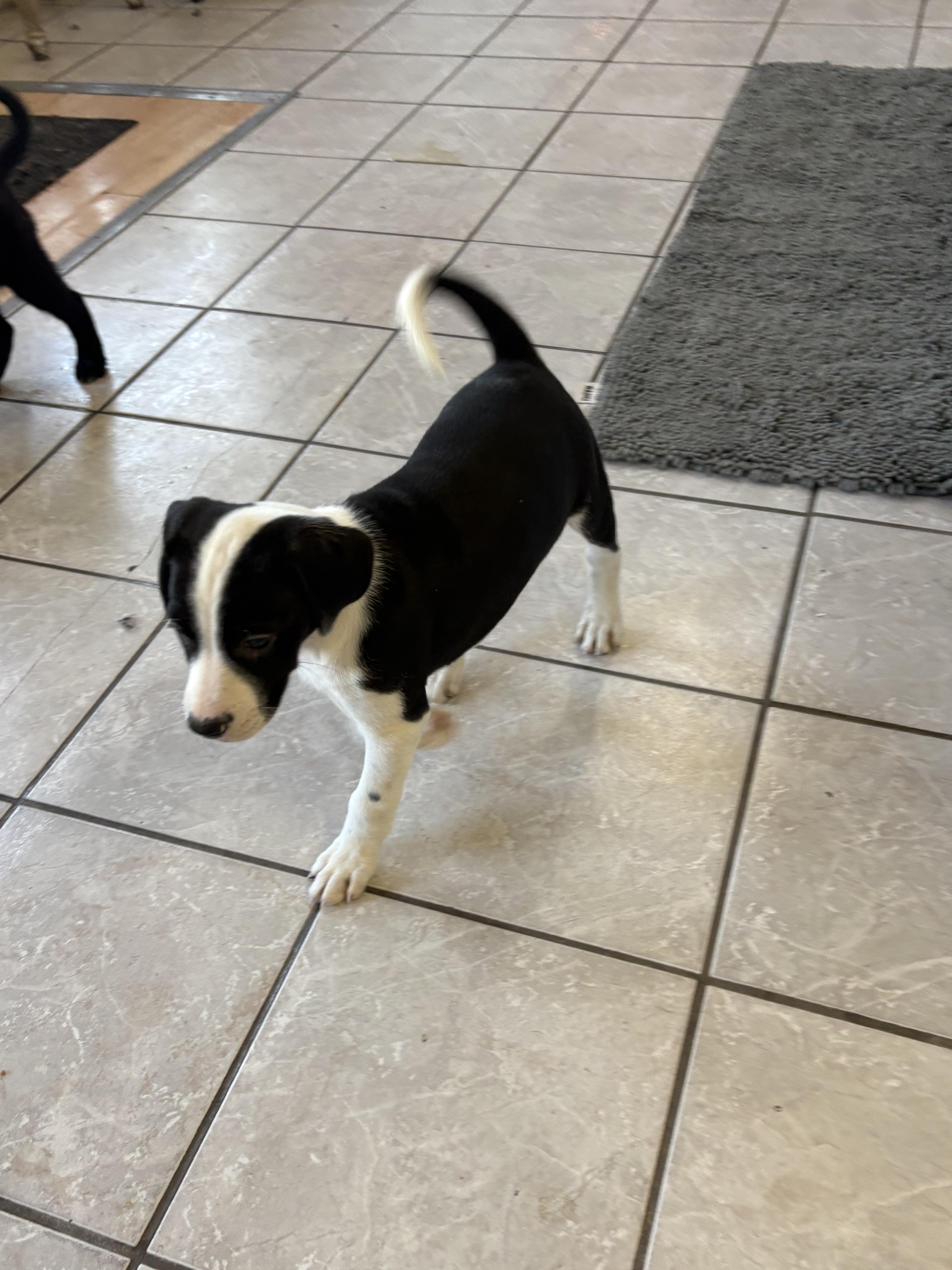 Chess, an adoptable Pointer in Grant, NE, 69140 | Photo Image 3