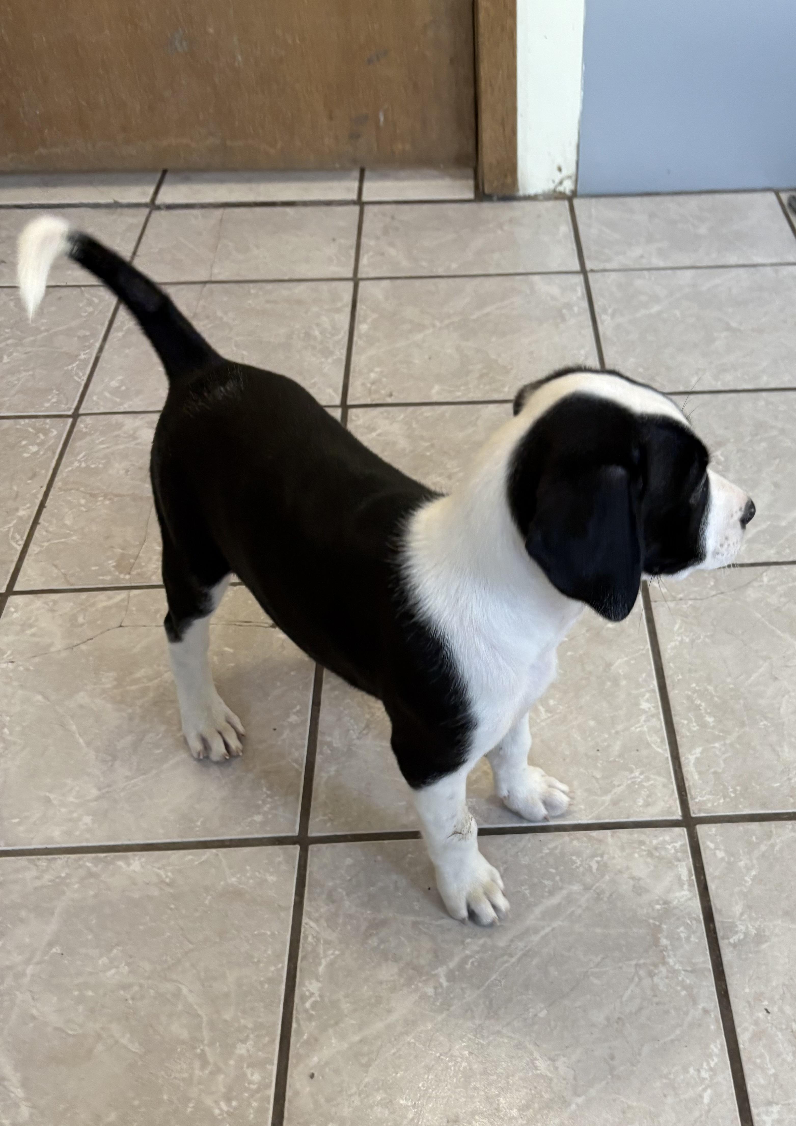 Chess, an adoptable Pointer in Grant, NE, 69140 | Photo Image 4