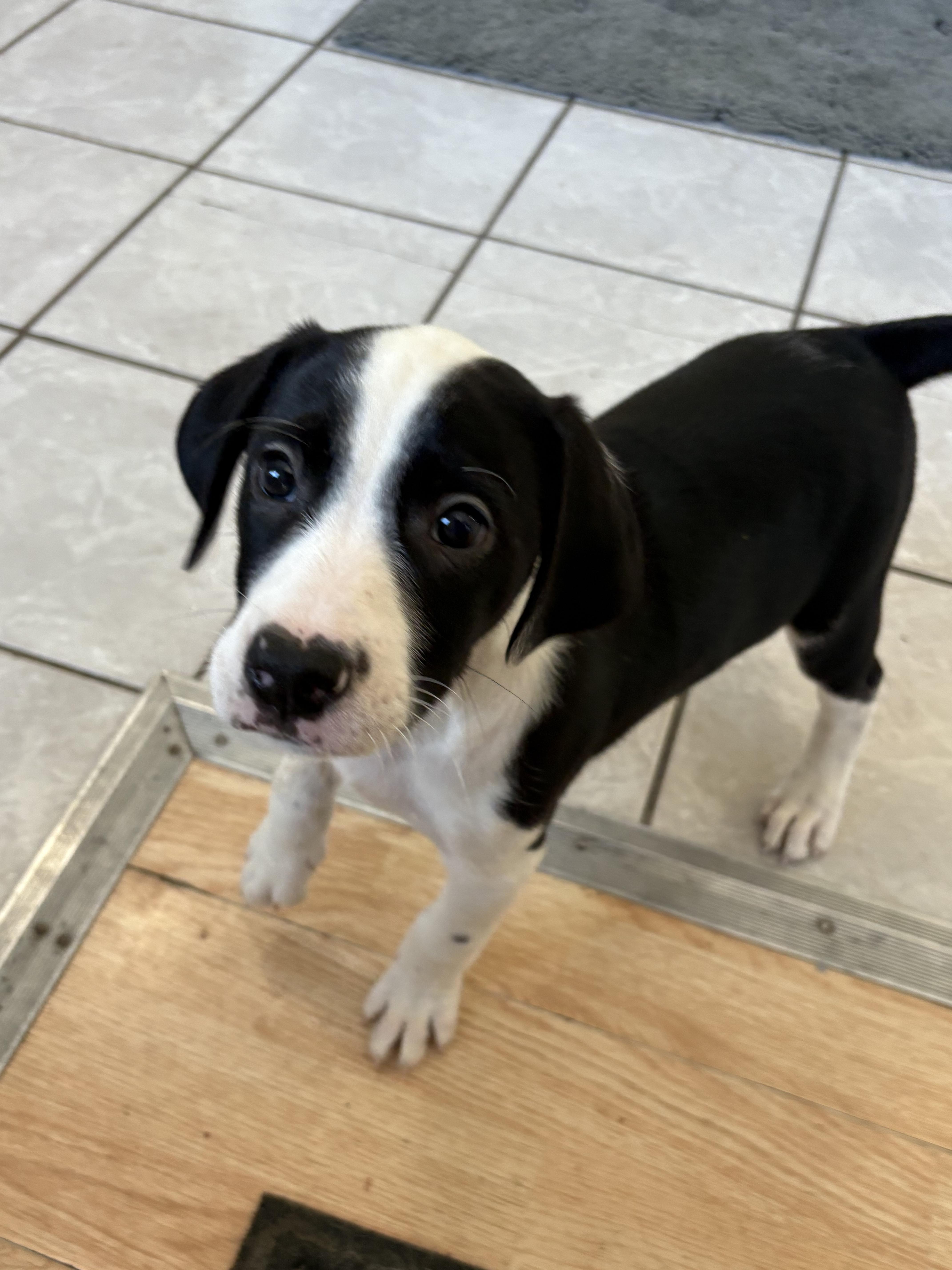Chess, an adoptable Pointer in Grant, NE, 69140 | Photo Image 5