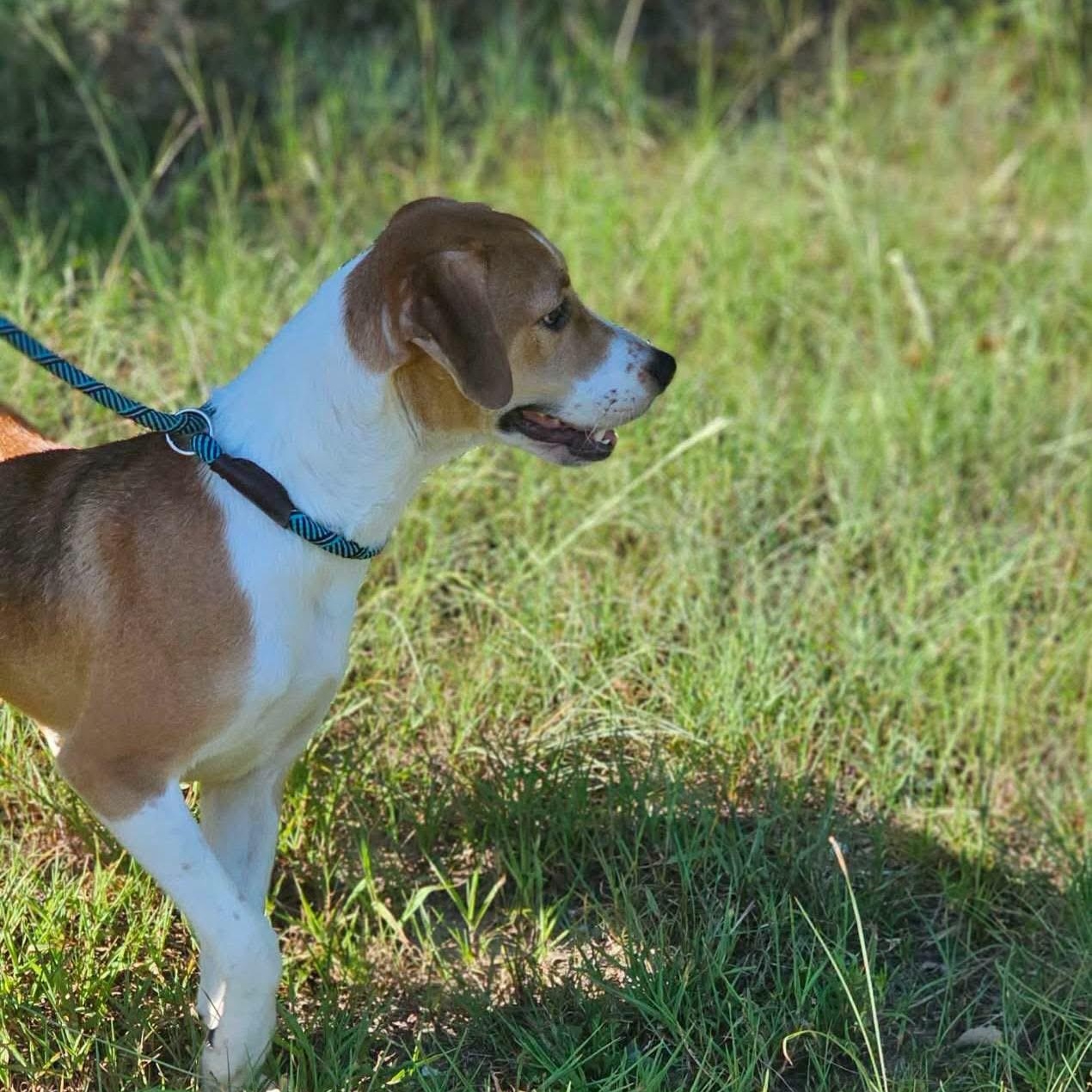 Enlarge Rizzo, a Adoptable mixed breed in Fort Payne, AL image 1/1