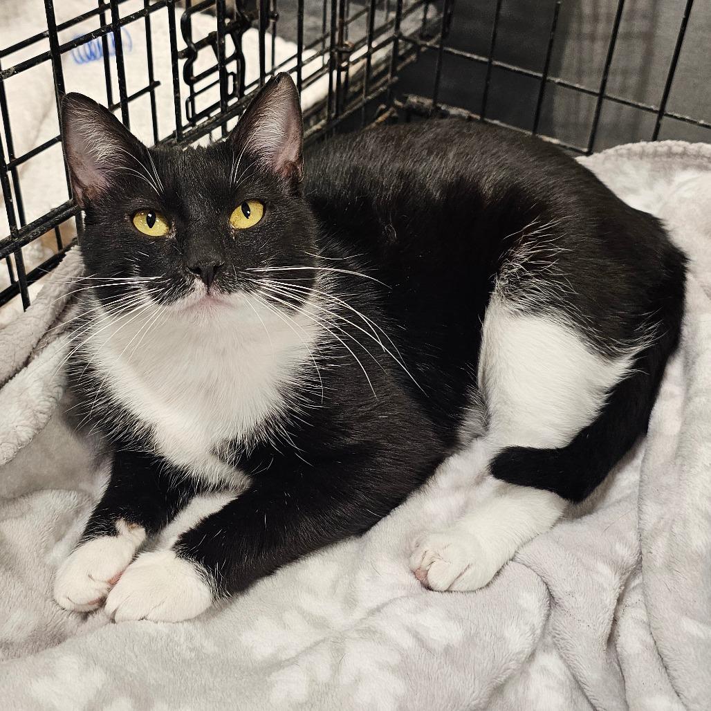 Kiki, Adoptable, Adult Female Domestic Short Hair.