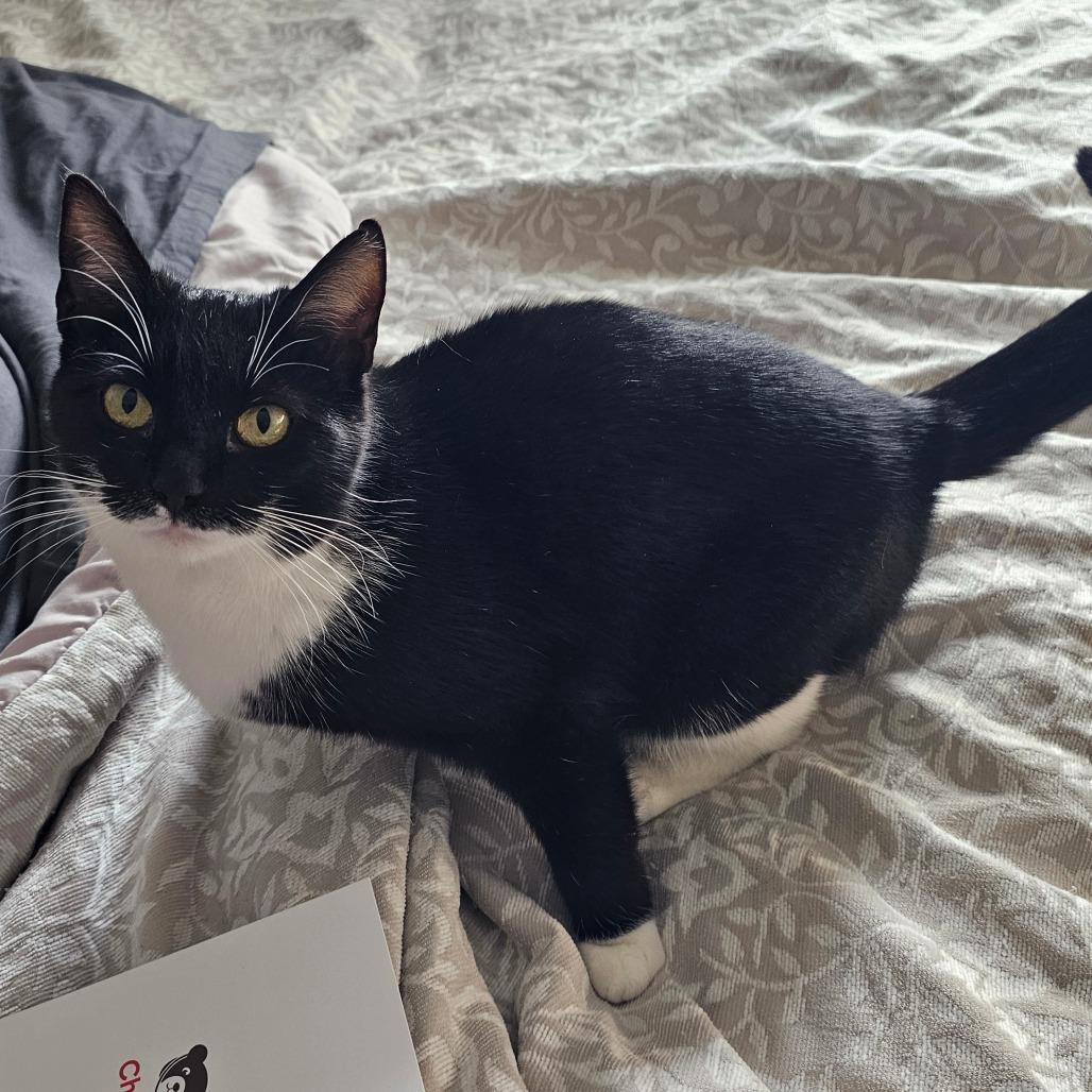 Kiki, Adoptable, Adult Female Domestic Short Hair.