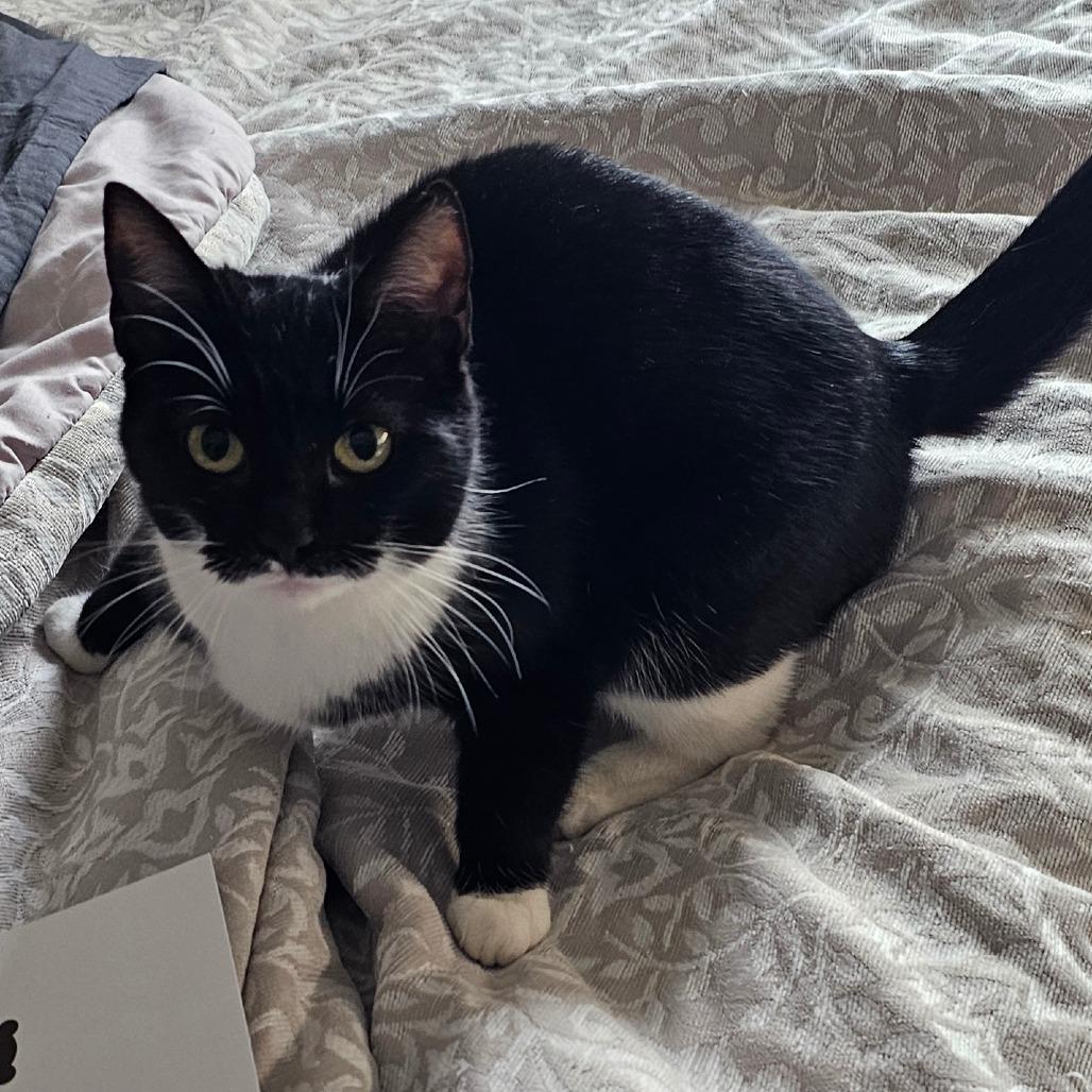 Enlarge Kiki, a Adoptable Domestic Short Hair in Hedgesville, WV image 2/4