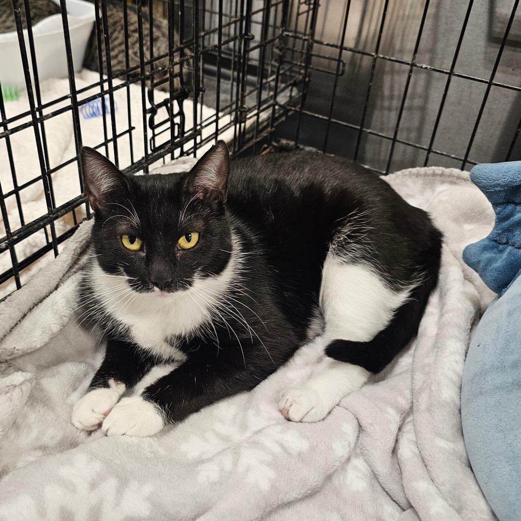 Enlarge Kiki, a Adoptable Domestic Short Hair in Hedgesville, WV image 4/6
