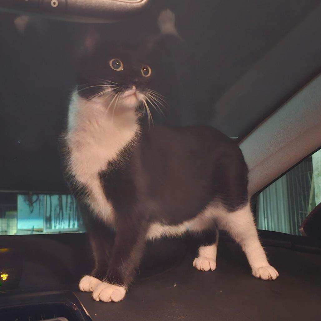 Enlarge Kiki, a Adoptable Domestic Short Hair in Hedgesville, WV image 3/4