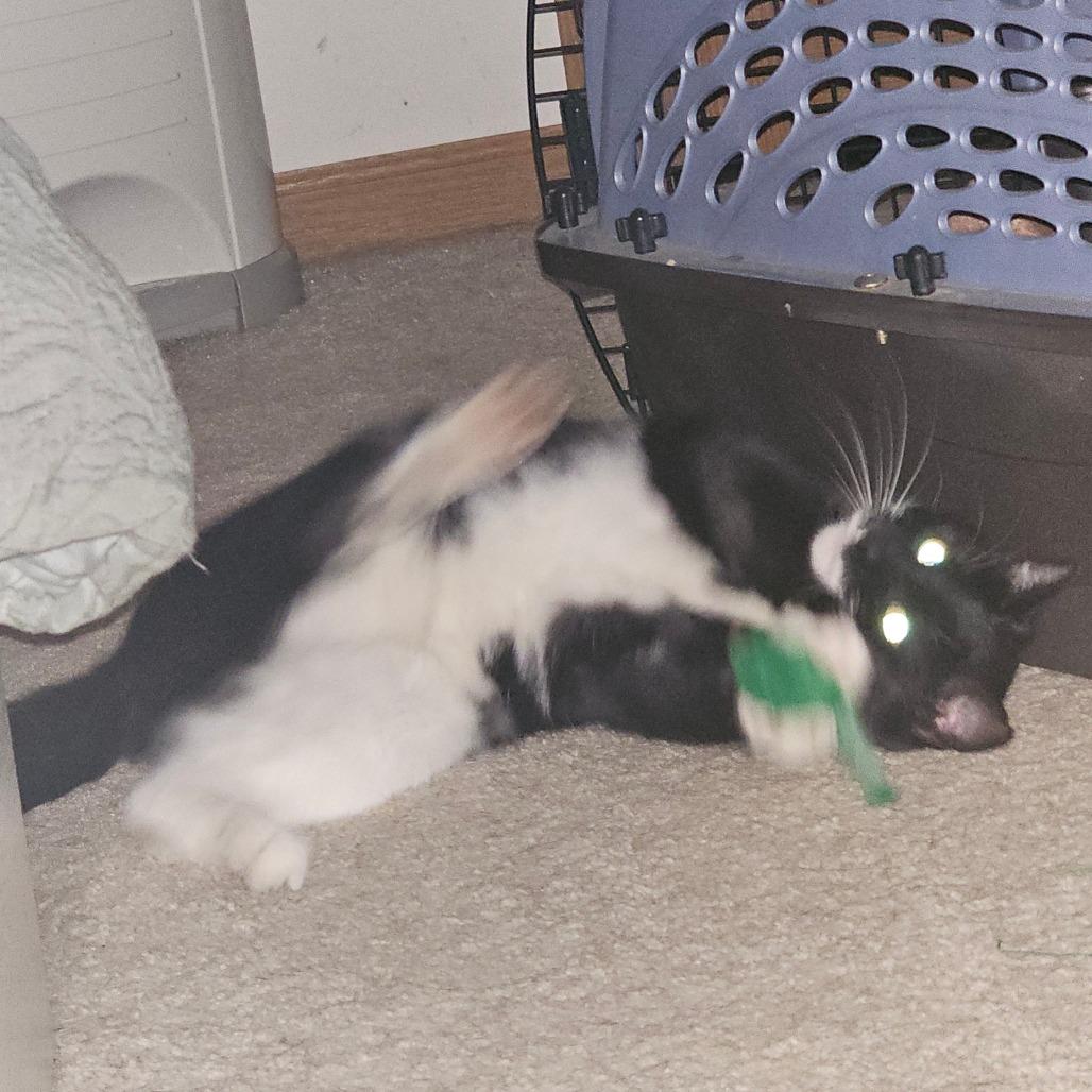 Enlarge Kiki, a Adoptable Domestic Short Hair in Hedgesville, WV image 4/4