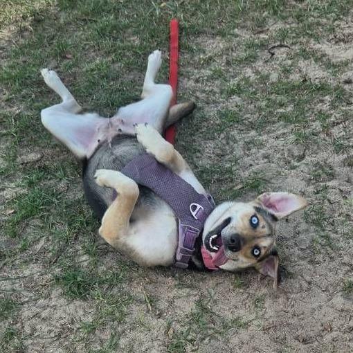 Enlarge Duchess, a ADOPTABLE mixed breed in Ocala, FL image 2/6