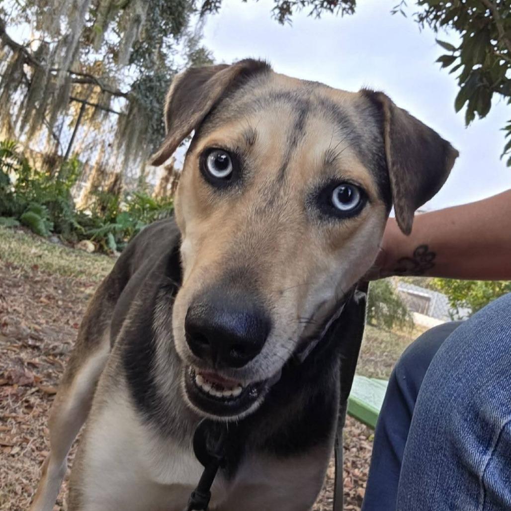 Enlarge Duchess, a ADOPTABLE mixed breed in Ocala, FL image 1/3