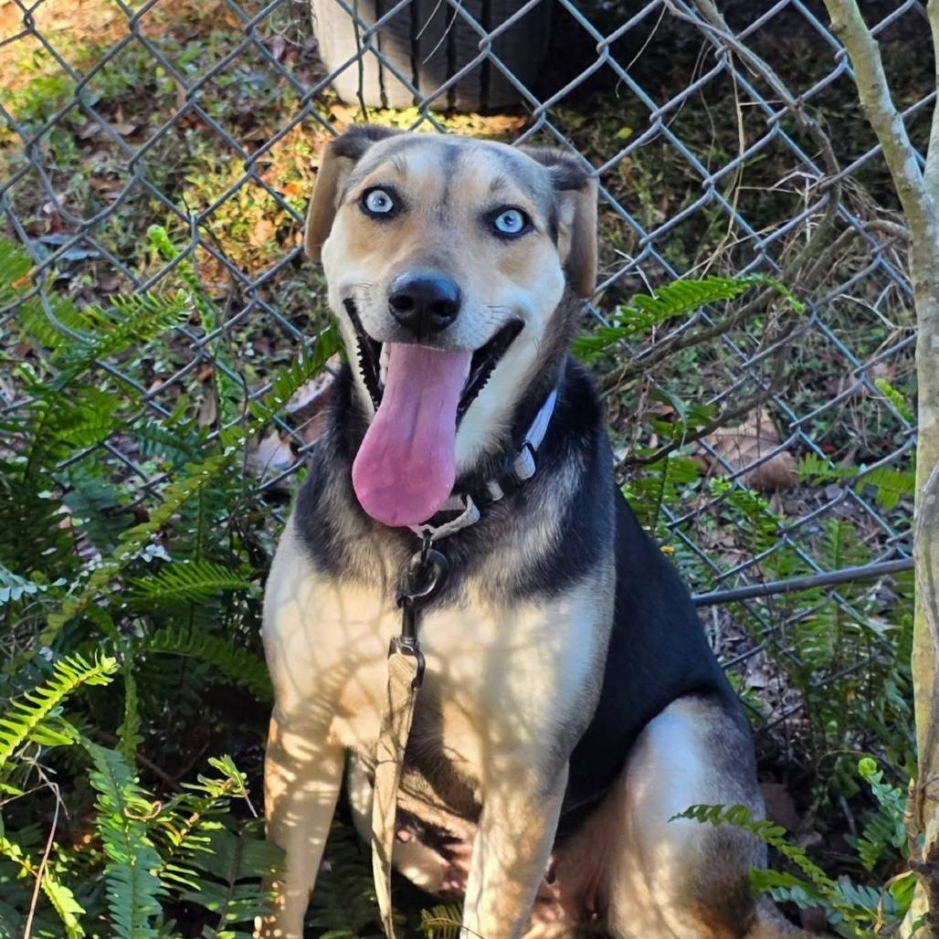 Enlarge Duchess, a ADOPTABLE mixed breed in Ocala, FL image 2/3