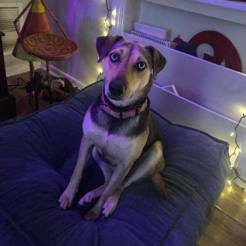 Enlarge Duchess, a ADOPTABLE mixed breed in Ocala, FL image 3/6