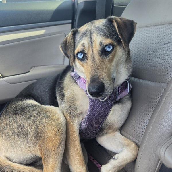 Enlarge Duchess, a ADOPTABLE mixed breed in Ocala, FL image 4/6