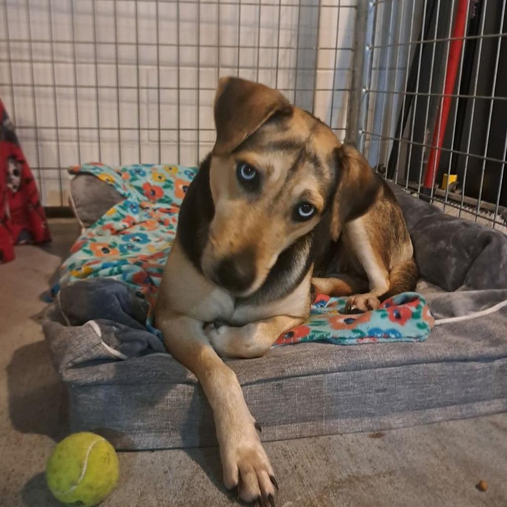 Enlarge Duchess, a ADOPTABLE mixed breed in Ocala, FL image 3/3