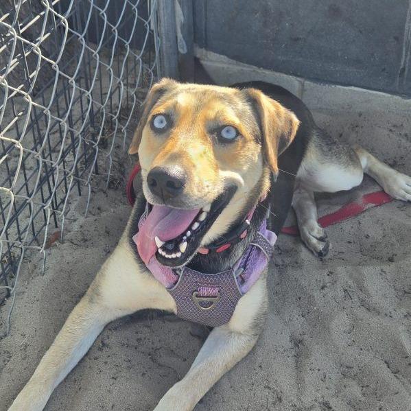 Duchess, ADOPTABLE, Adult Female Catahoula Leopard Dog & Hound.