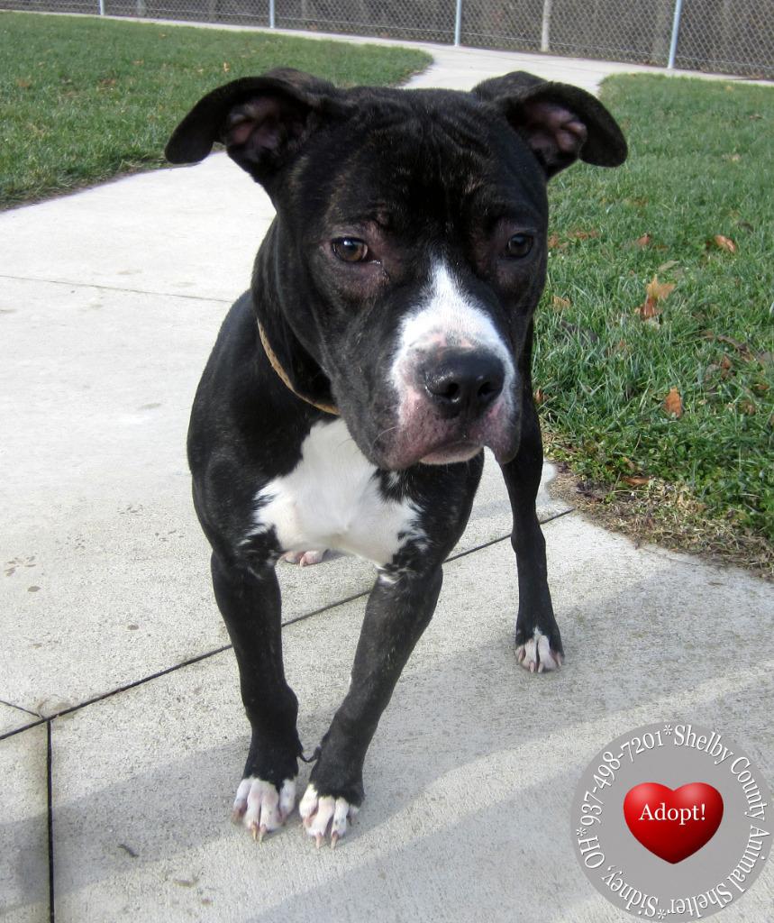 Dallas Yrly 501, Adoptable, Young Male Boxer.