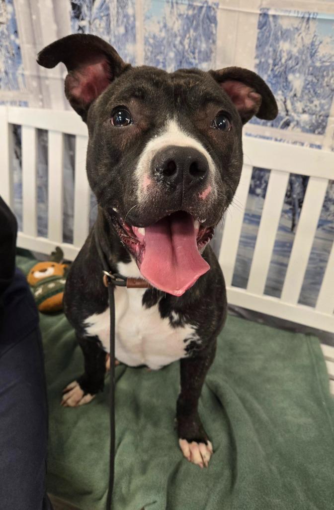 Enlarge Dallas Yrly 501, a Adoptable mixed breed in Sidney, OH image 2/6