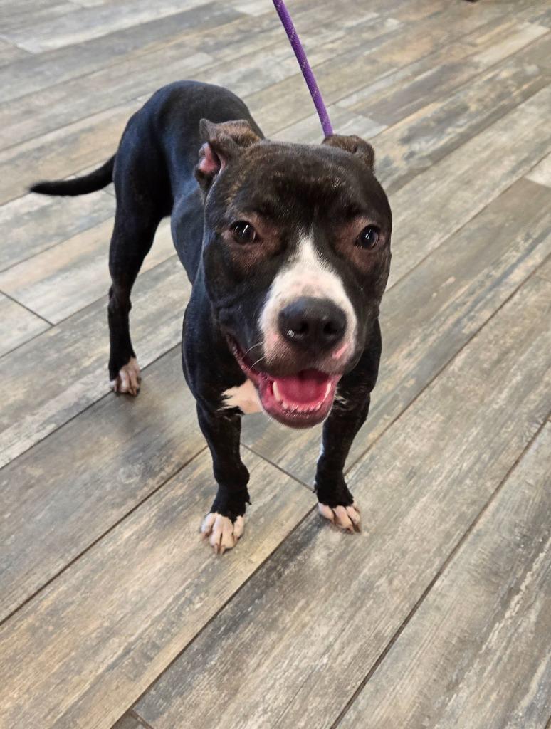 Enlarge Dallas Yrly 501, a Adoptable mixed breed in Sidney, OH image 3/6