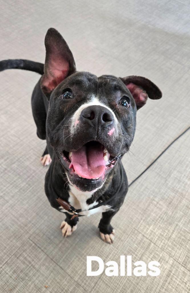 Enlarge Dallas Yrly 501, a Adoptable mixed breed in Sidney, OH image 4/6