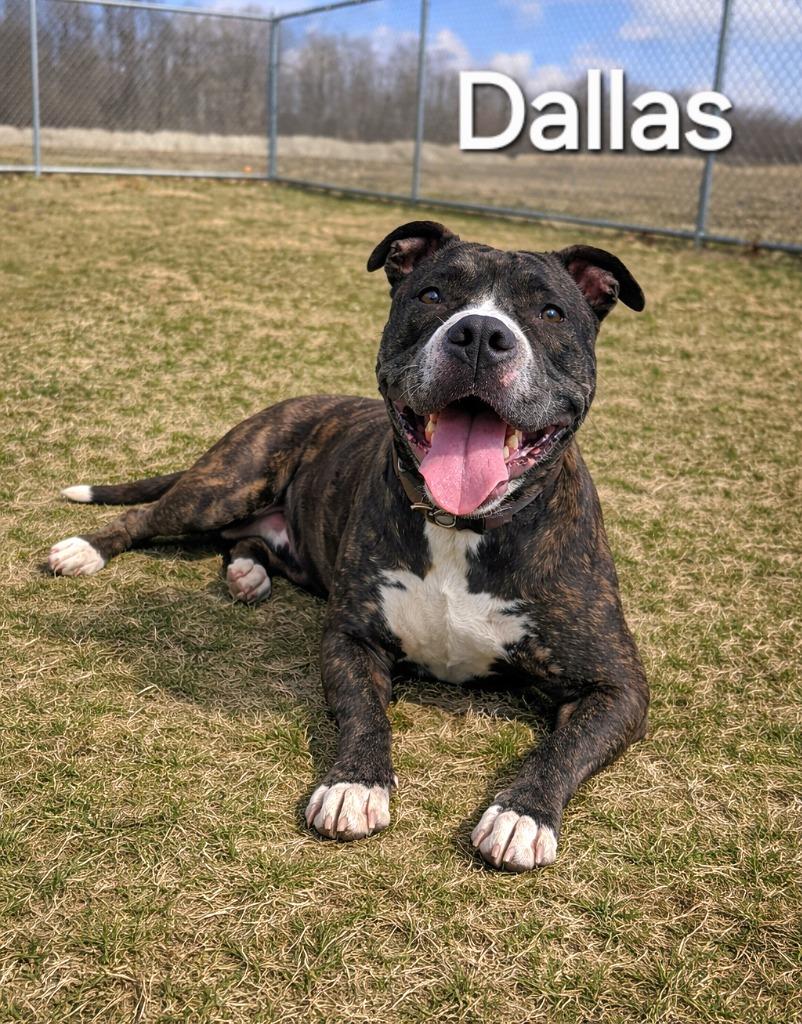 Enlarge Dallas Yrly 501, a Adoptable mixed breed in Sidney, OH image 5/6