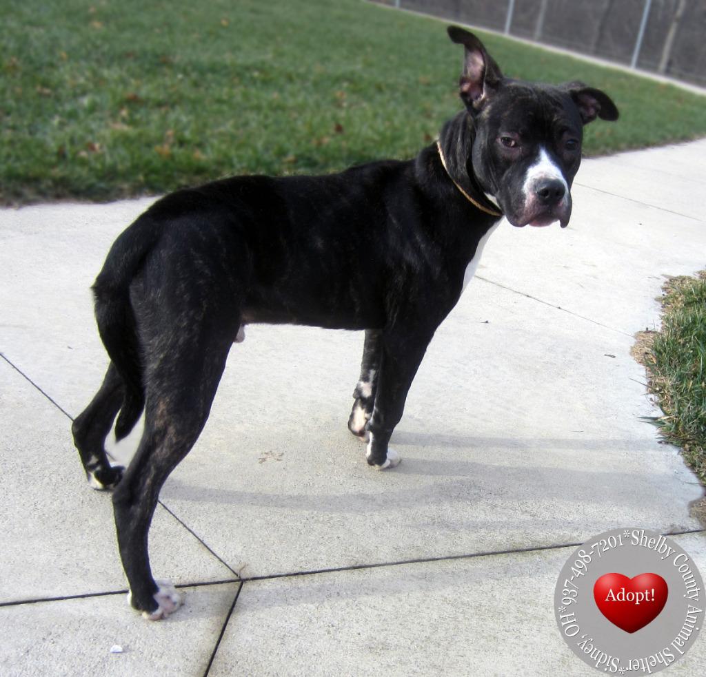 Enlarge Dallas Yrly 501, a Adoptable mixed breed in Sidney, OH image 3/3