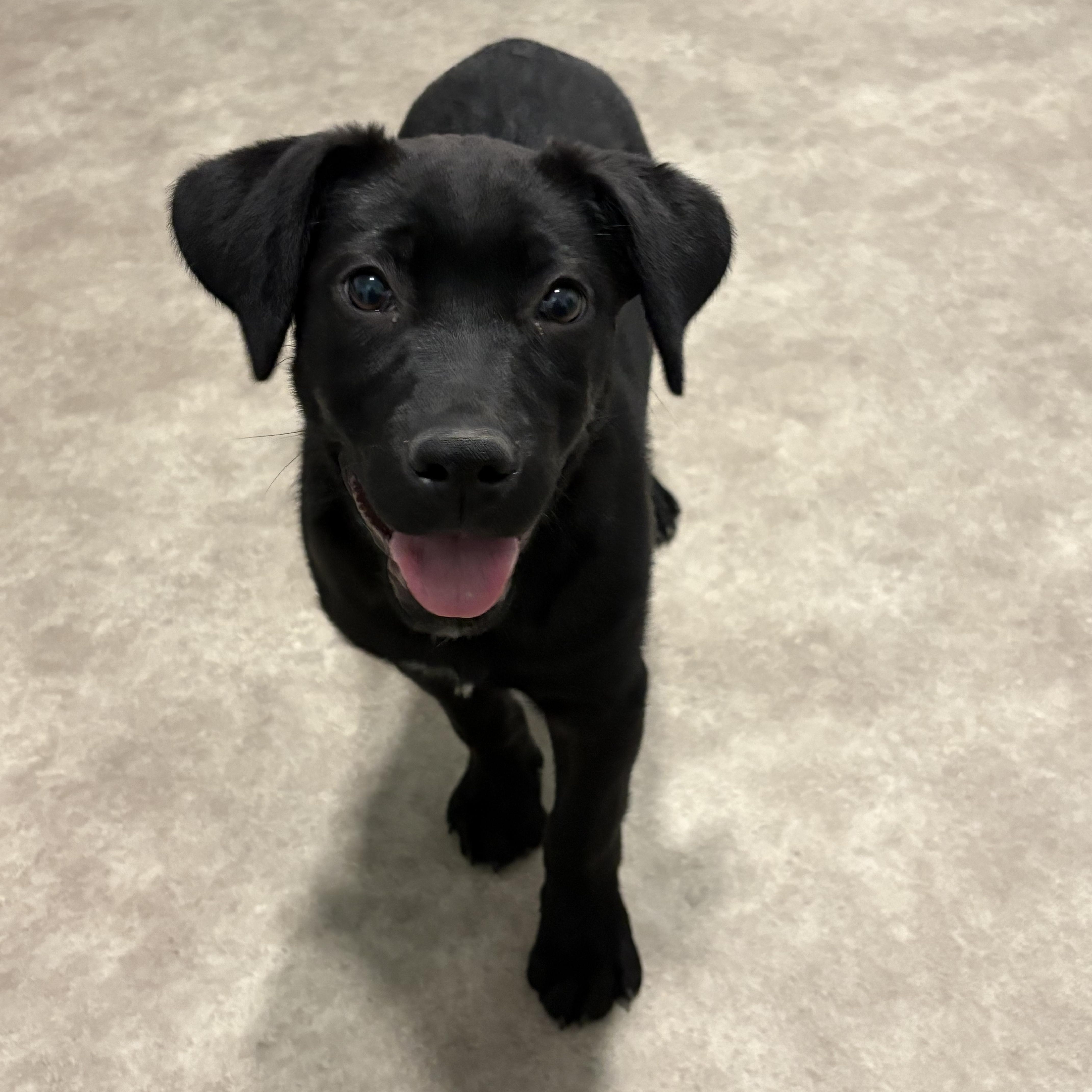 Enlarge Felicia, a ADOPTABLE mixed breed in Grant, NE image 4/5