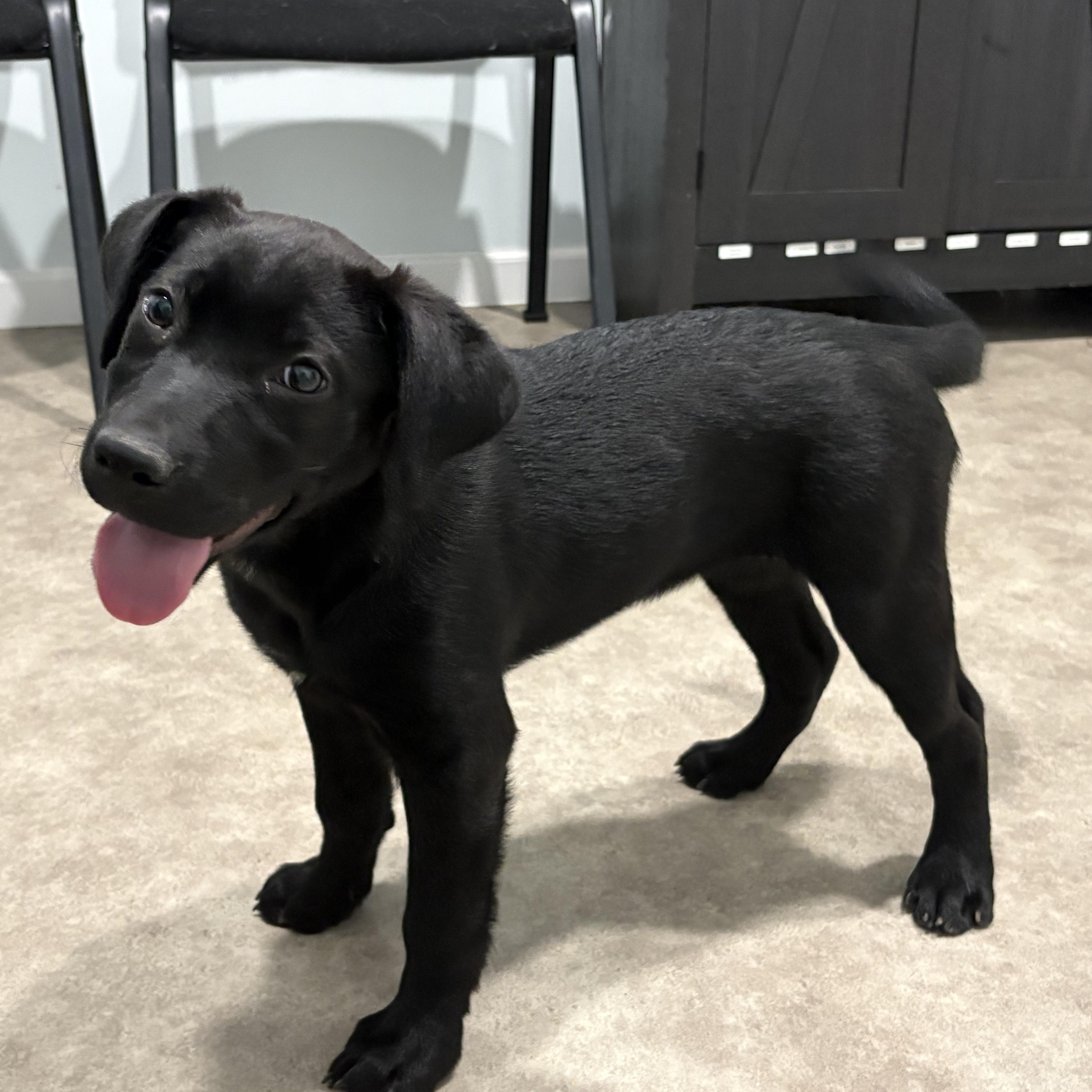 Enlarge Felicia, a ADOPTABLE mixed breed in Grant, NE image 3/5