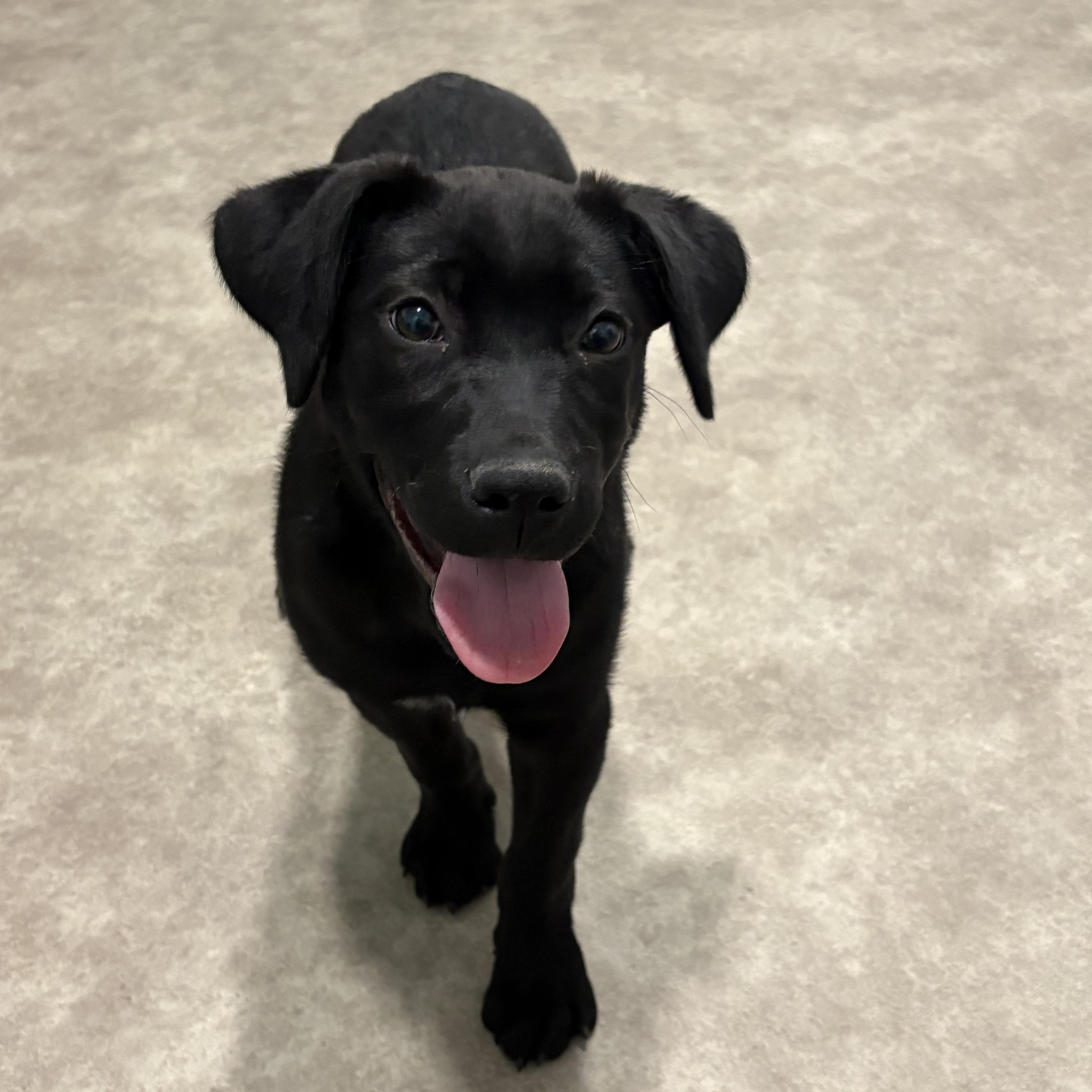 Felicia, ADOPTABLE, Puppy Female Black Labrador Retriever & Mastiff.
