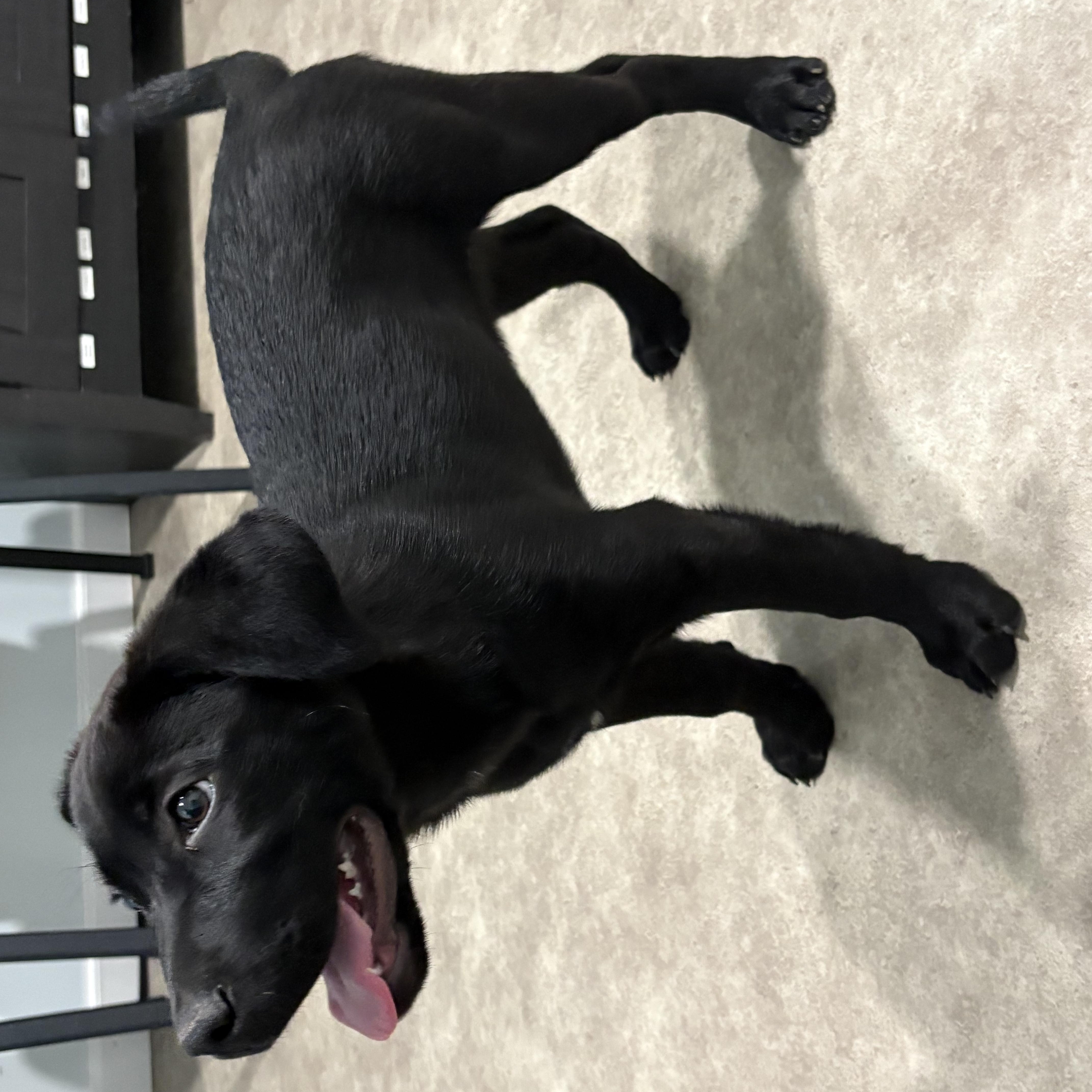 Enlarge Felicia, a ADOPTABLE mixed breed in Grant, NE image 5/5