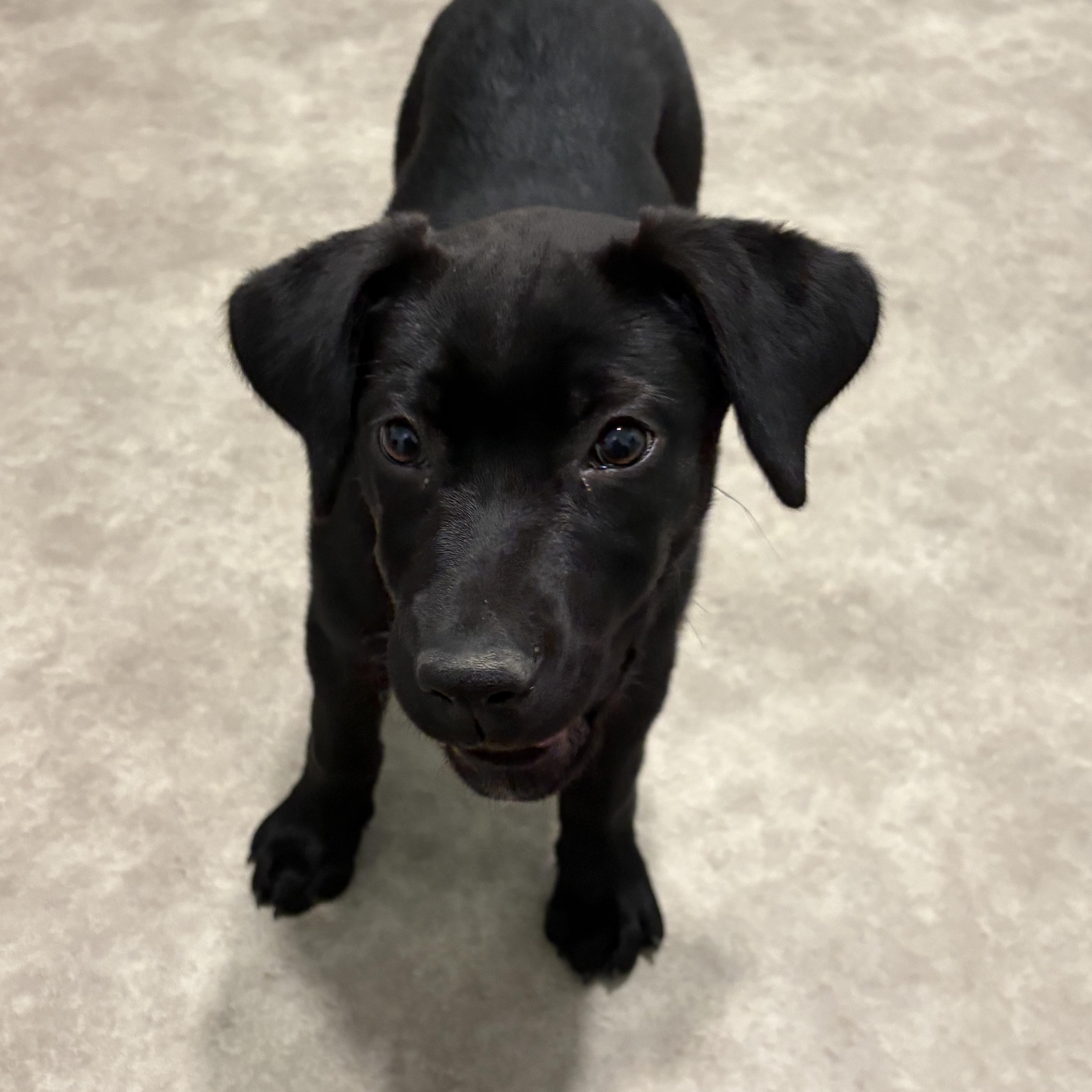 Enlarge Felicia, a ADOPTABLE mixed breed in Grant, NE image 2/5