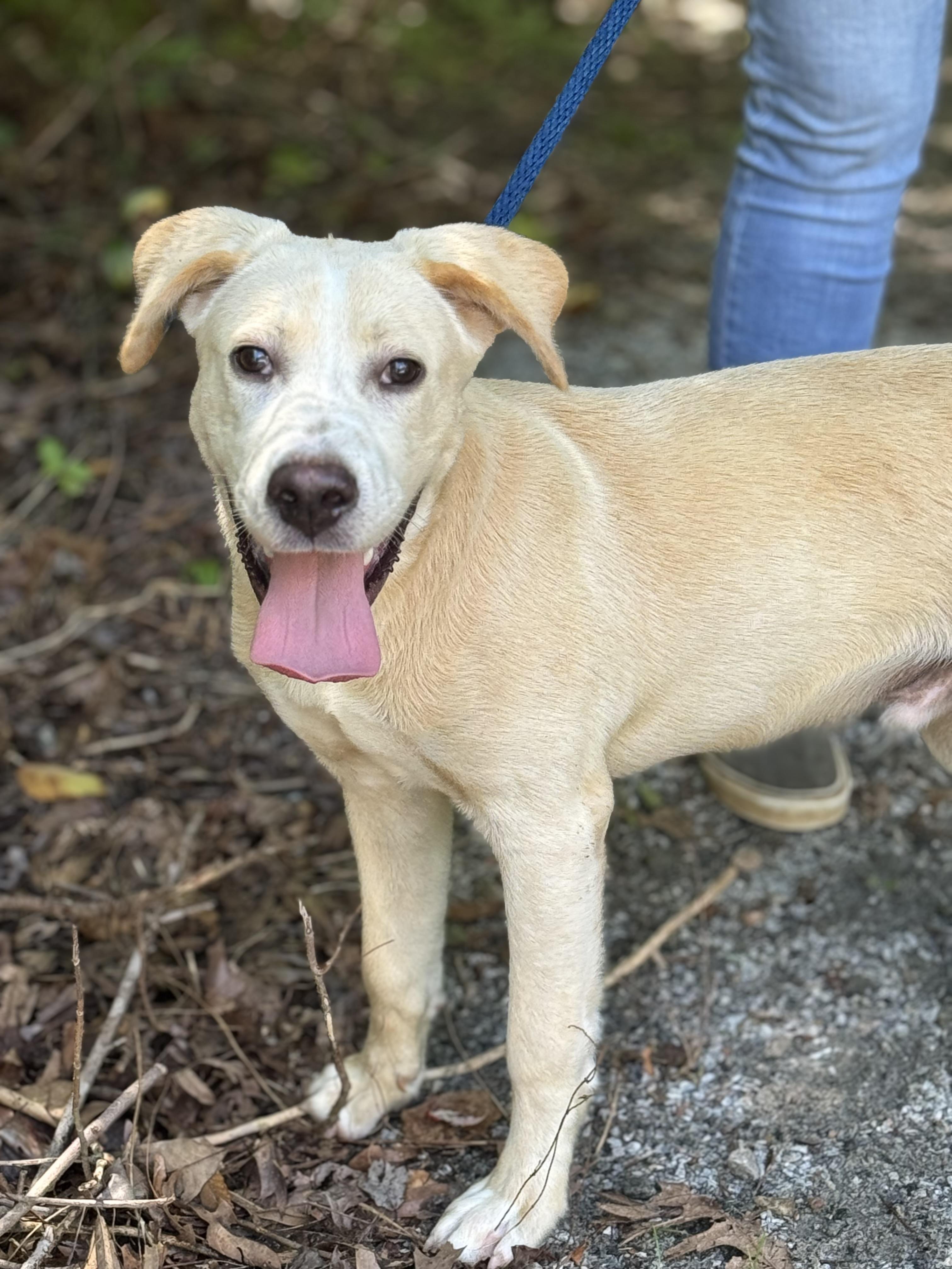 Biscuit, a ADOPTABLE mixed breed in Richmond, VA image 2/6