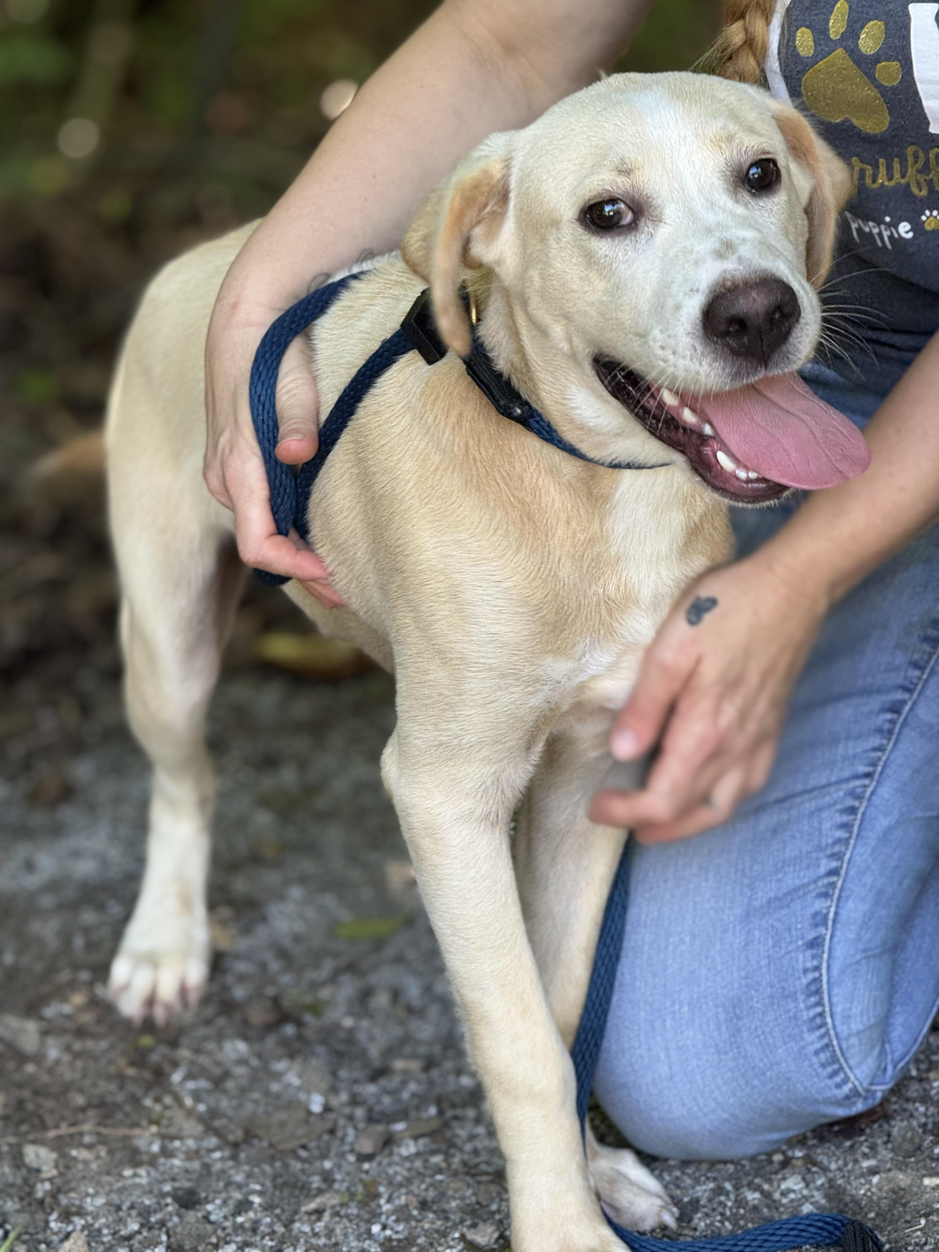 Biscuit, a ADOPTABLE mixed breed in Richmond, VA image 5/6