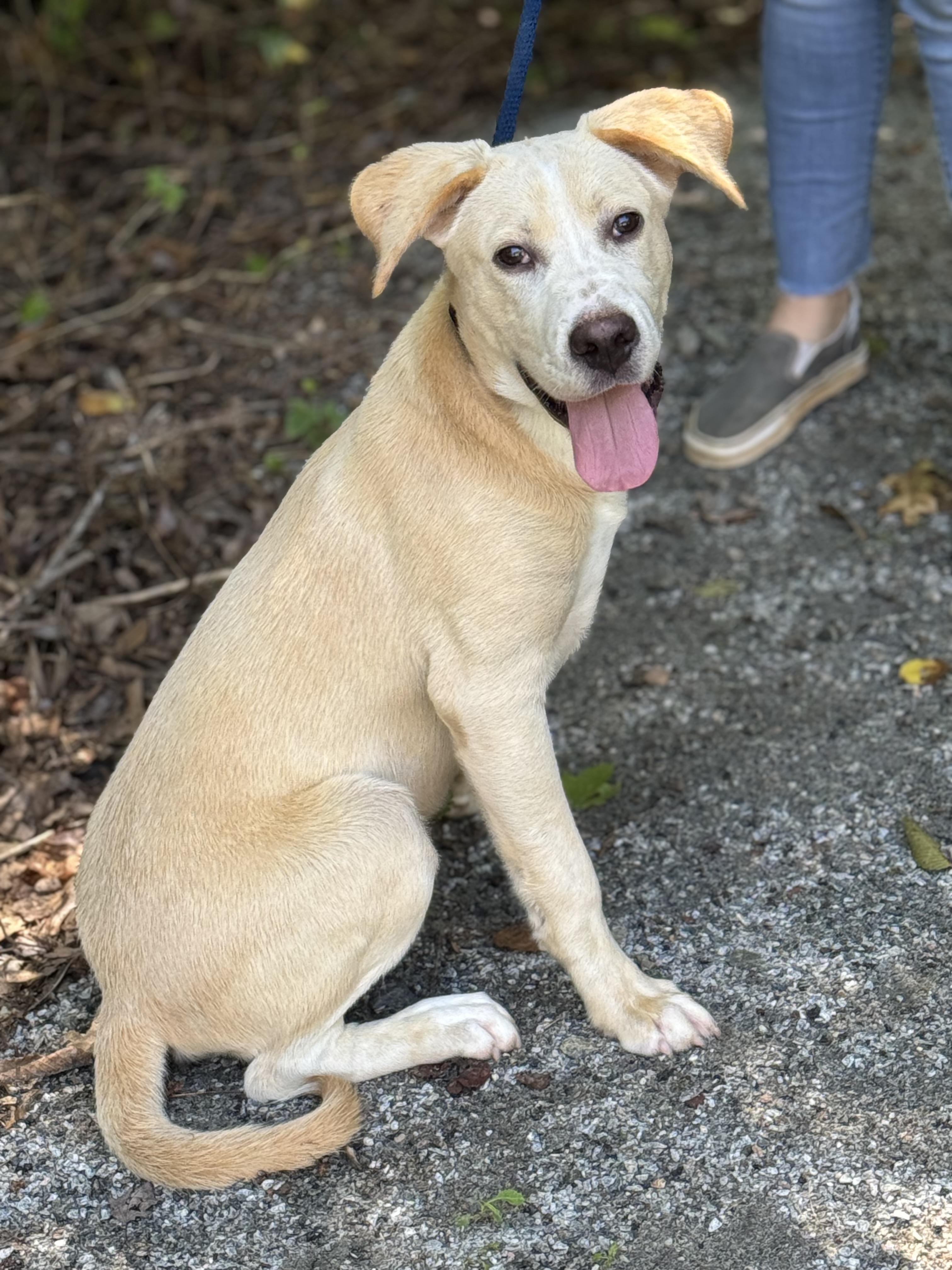 Biscuit, a ADOPTABLE mixed breed in Richmond, VA image 4/6