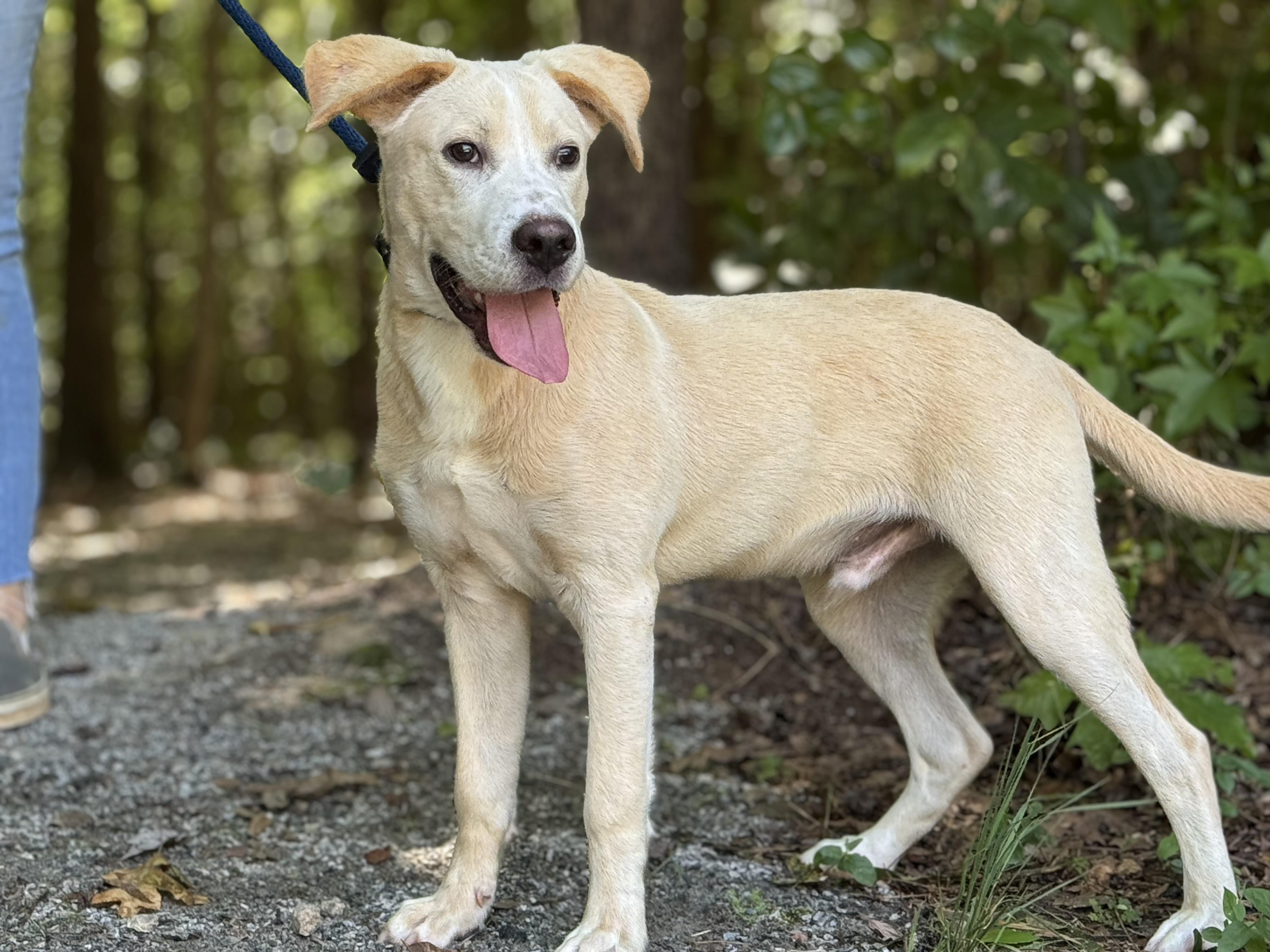 Biscuit, a ADOPTABLE mixed breed in Richmond, VA image 6/6