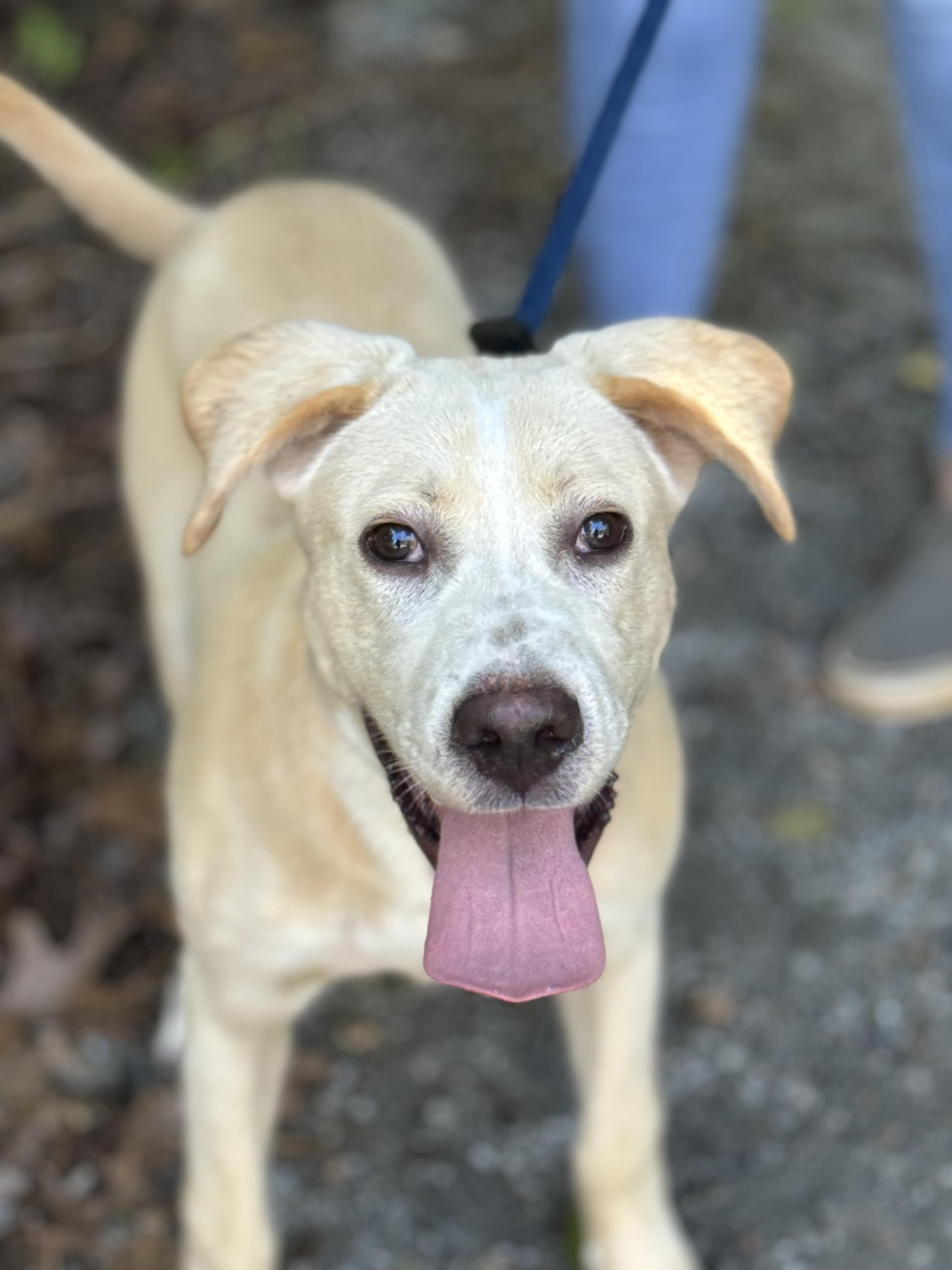 Biscuit, a ADOPTABLE mixed breed in Richmond, VA image 3/6