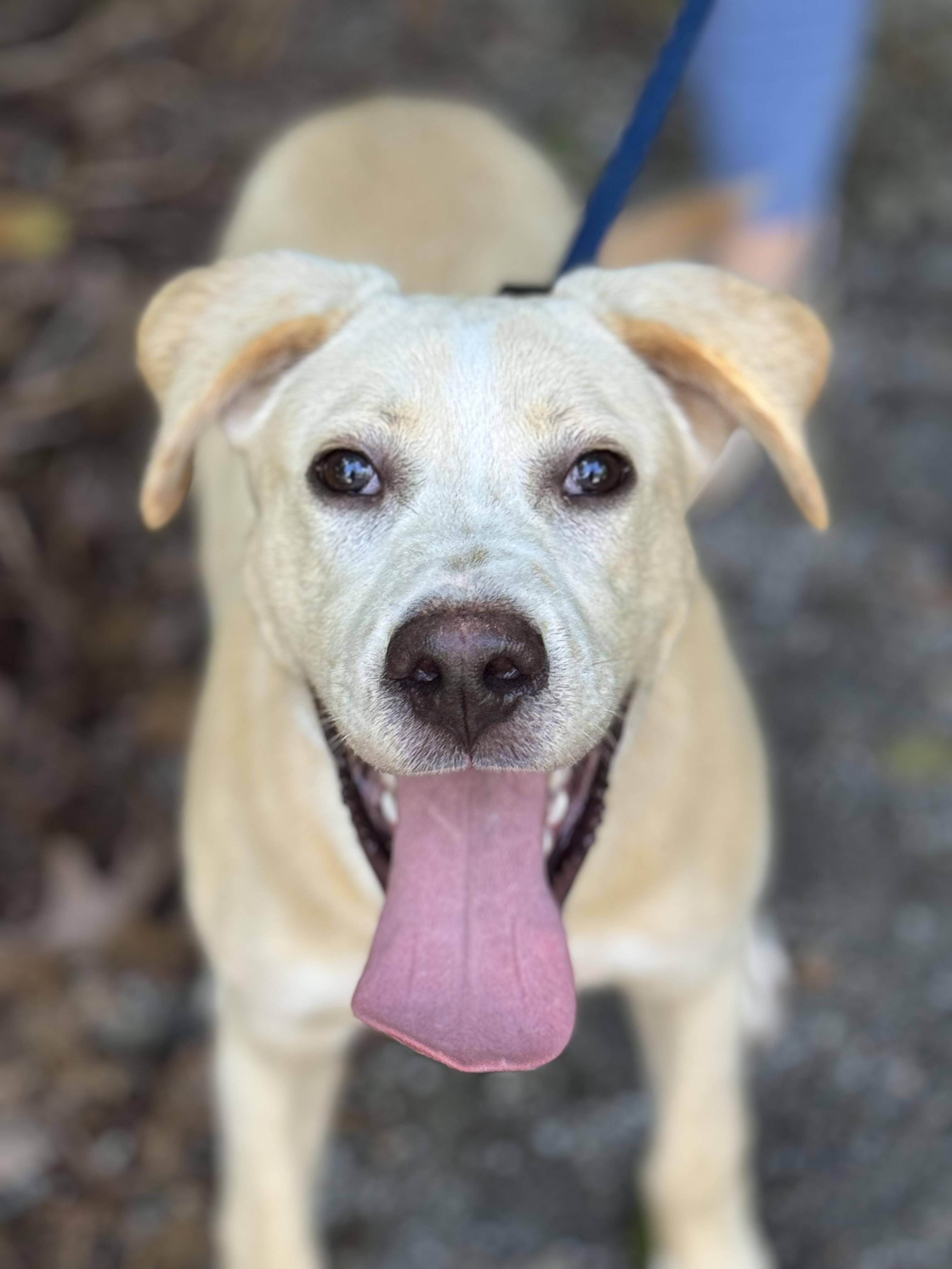 Biscuit, a ADOPTABLE mixed breed in Richmond, VA image 1/6