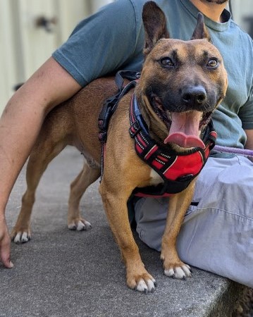 Donnie, an adopted Mixed Breed in Lenoir, NC_image-1