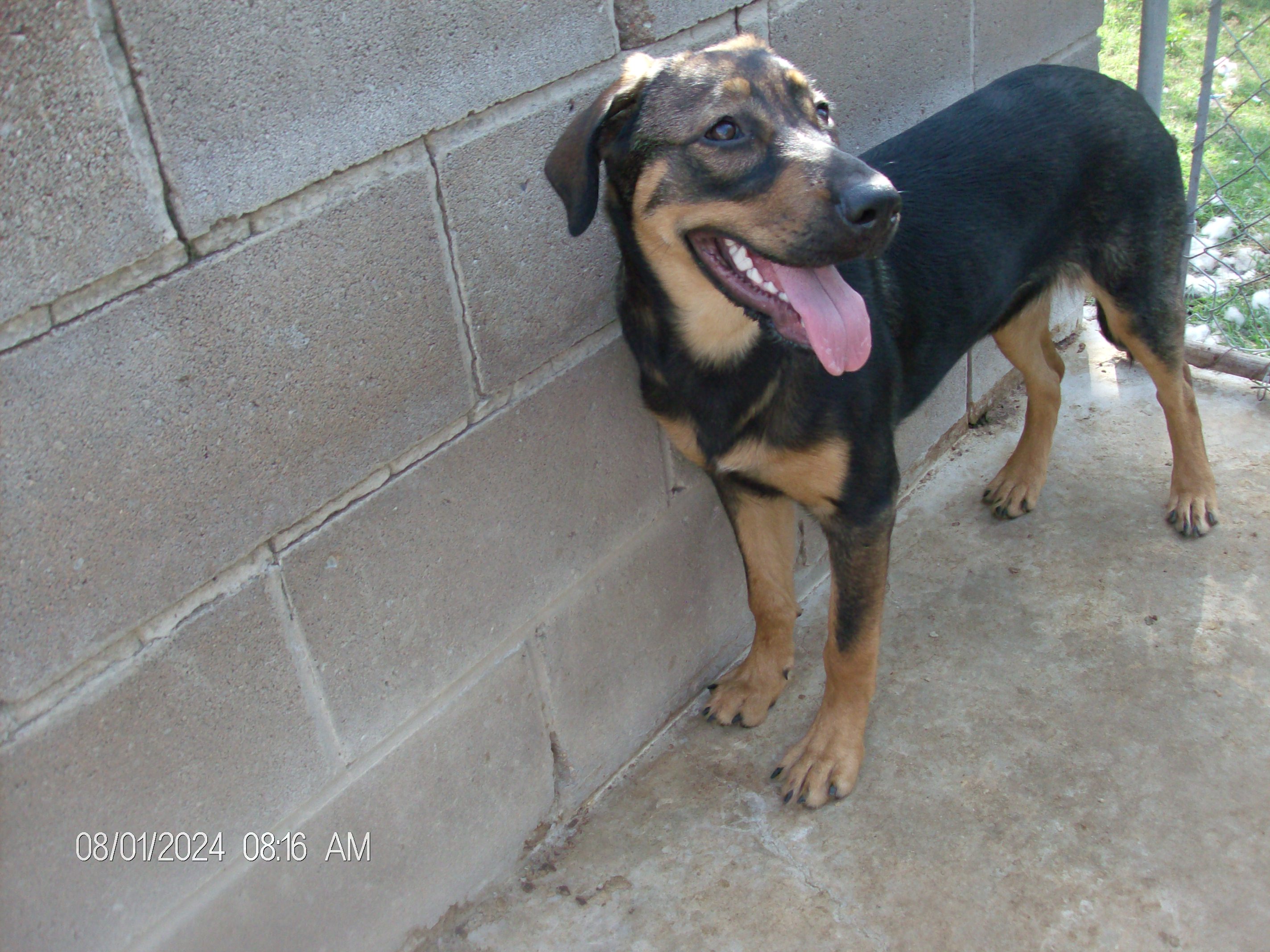 DIAMOND/BLOSSOM, Adoptable, Young Female Shepherd & Hound.