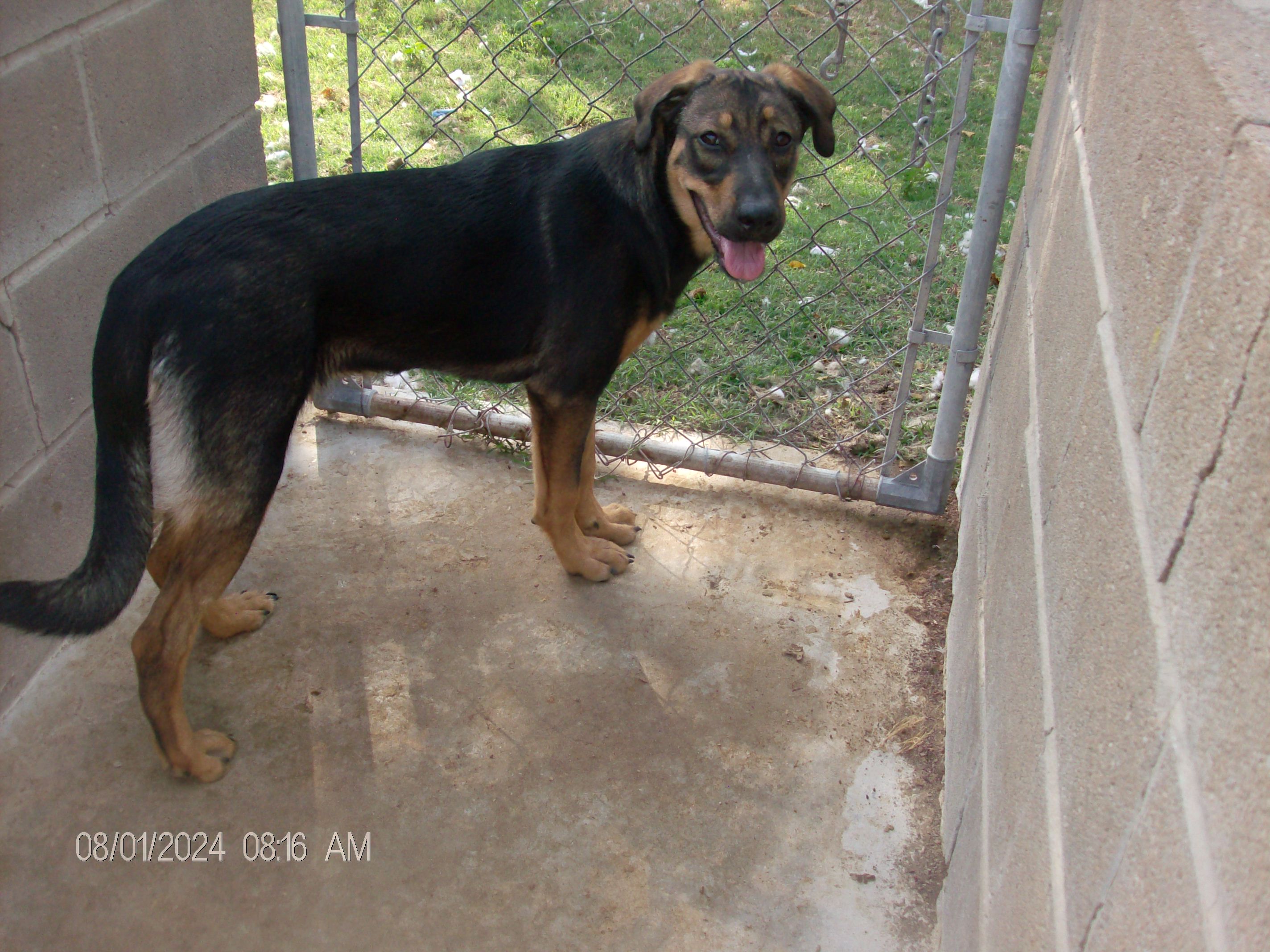 DIAMOND/BLOSSOM, a Adoptable mixed breed in Kellyville, OK image 2/6