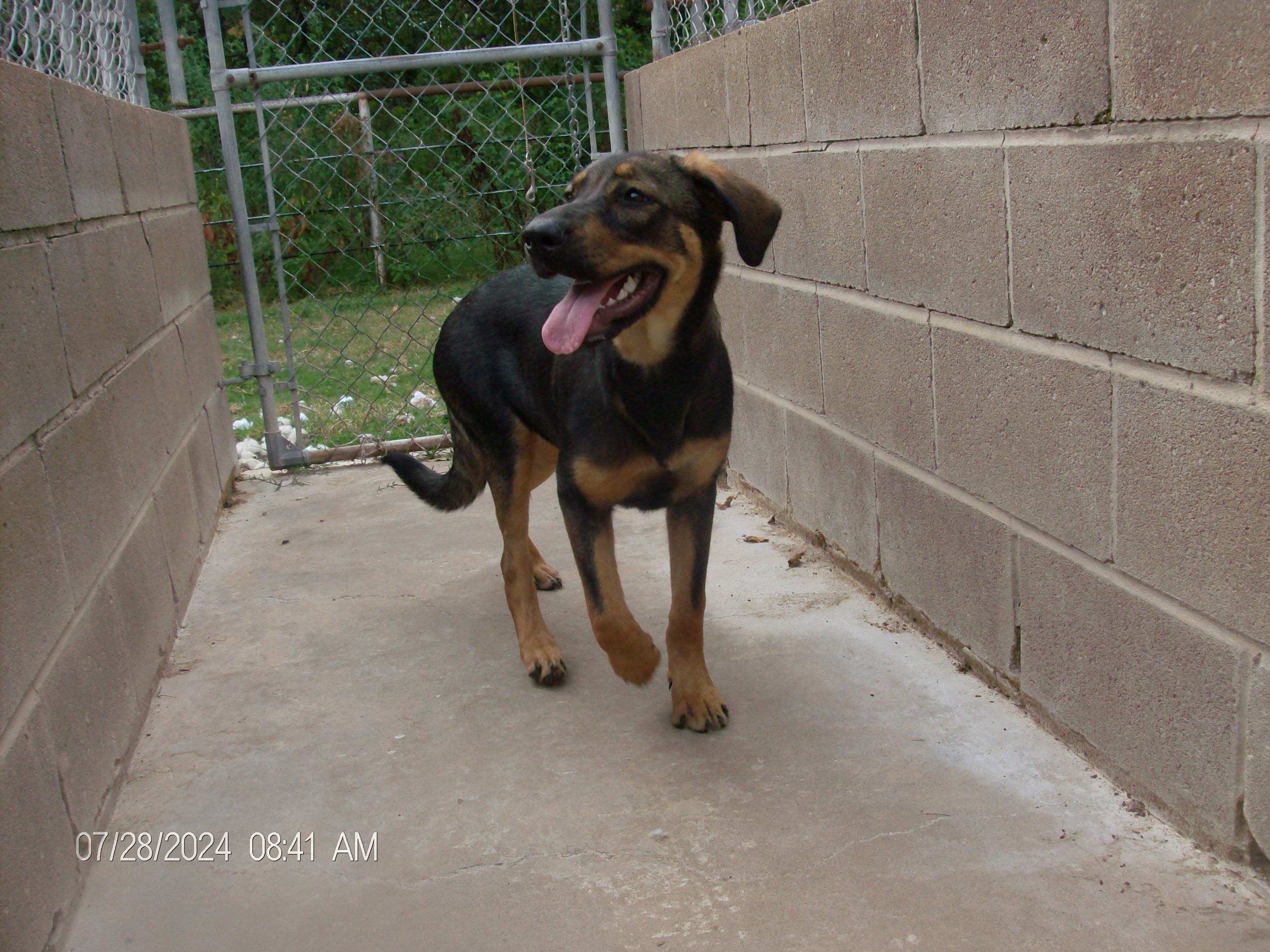 DIAMOND/BLOSSOM, a Adoptable mixed breed in Kellyville, OK image 4/6