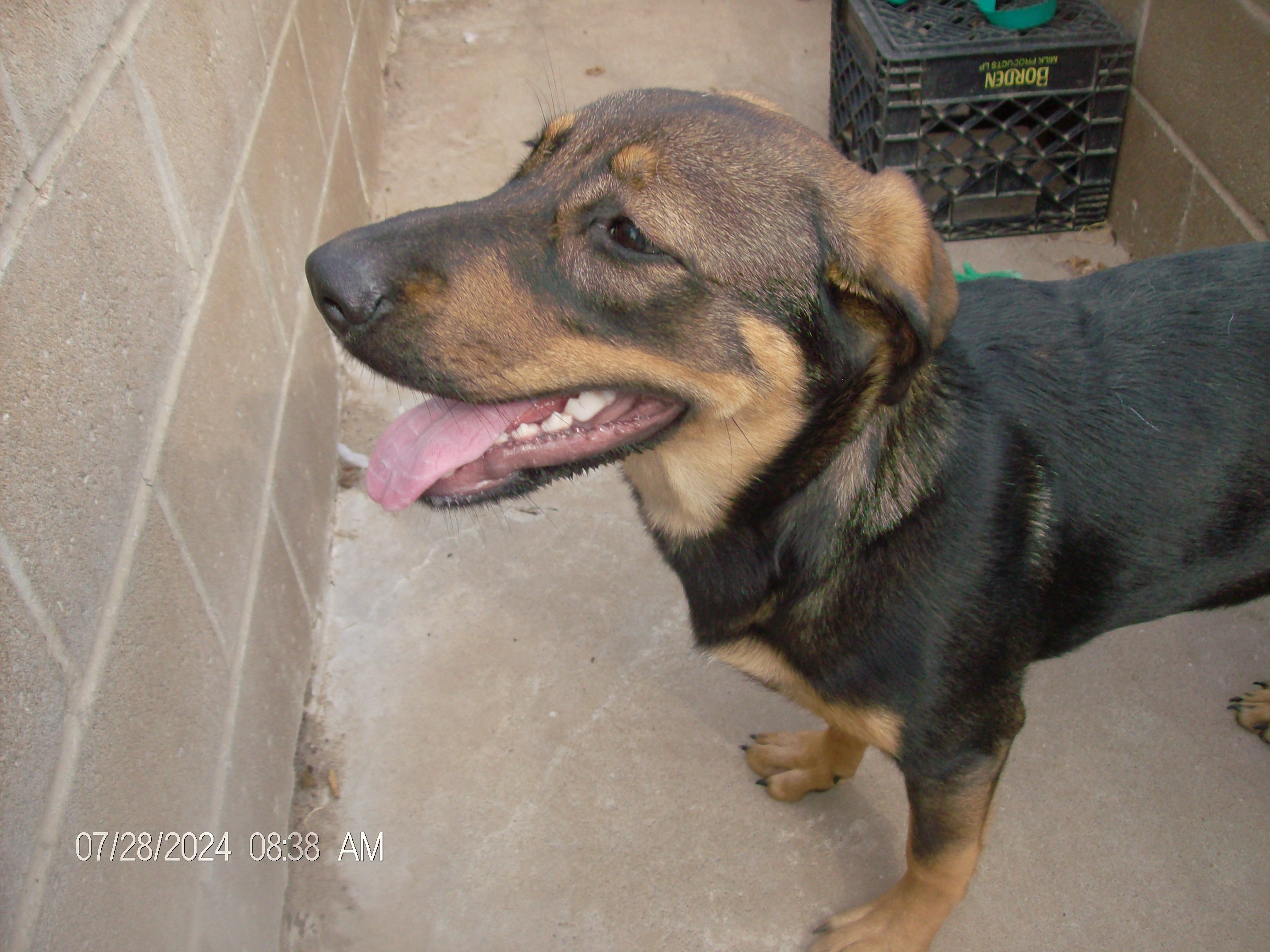 DIAMOND/BLOSSOM, a Adoptable mixed breed in Kellyville, OK image 3/6