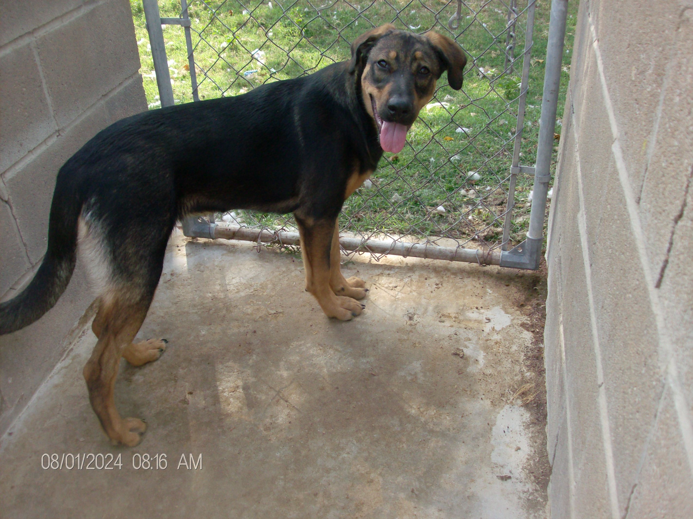 DIAMOND/BLOSSOM, a Adoptable mixed breed in Kellyville, OK image 6/6