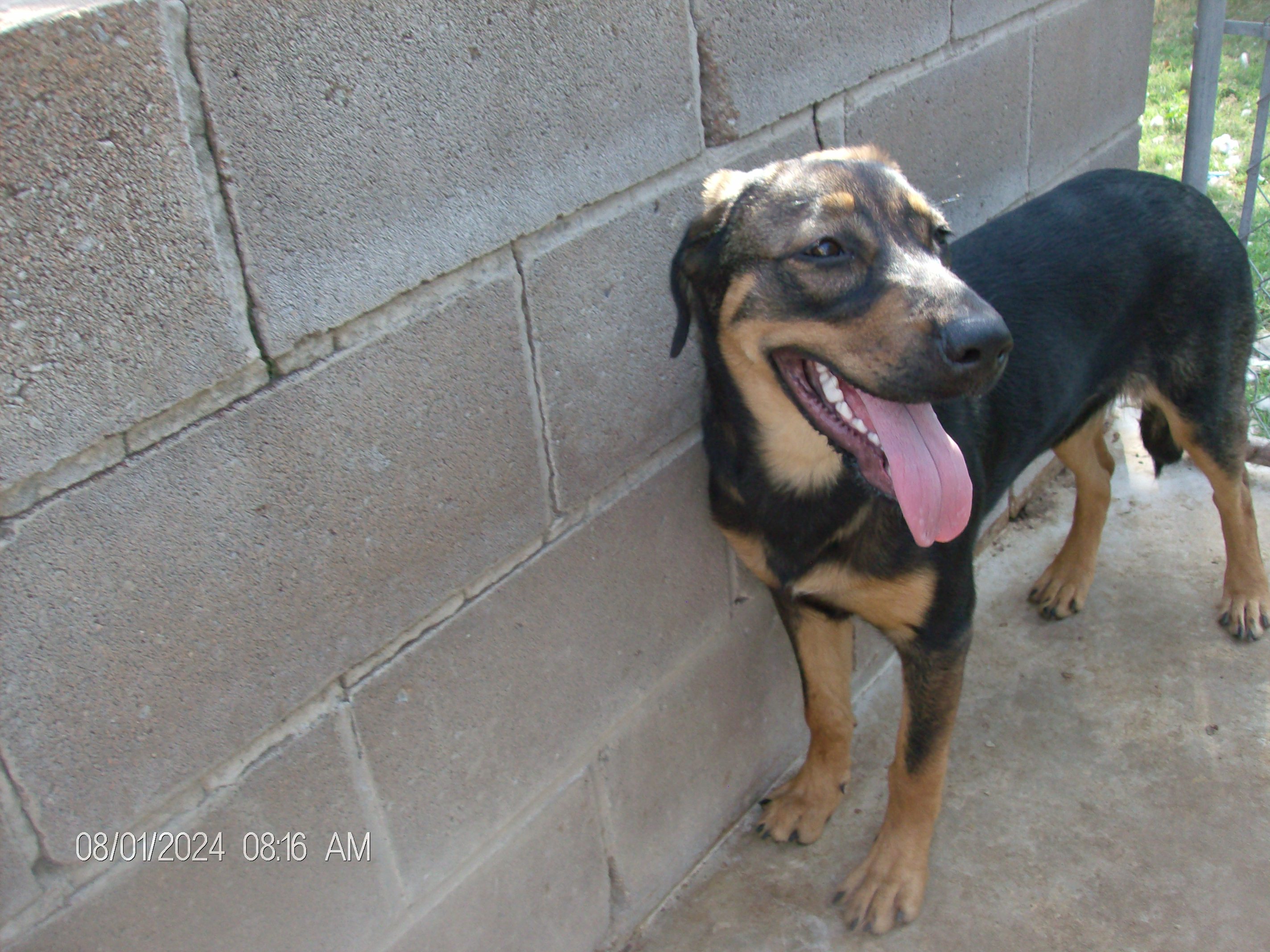 DIAMOND/BLOSSOM, a Adoptable mixed breed in Kellyville, OK image 5/6